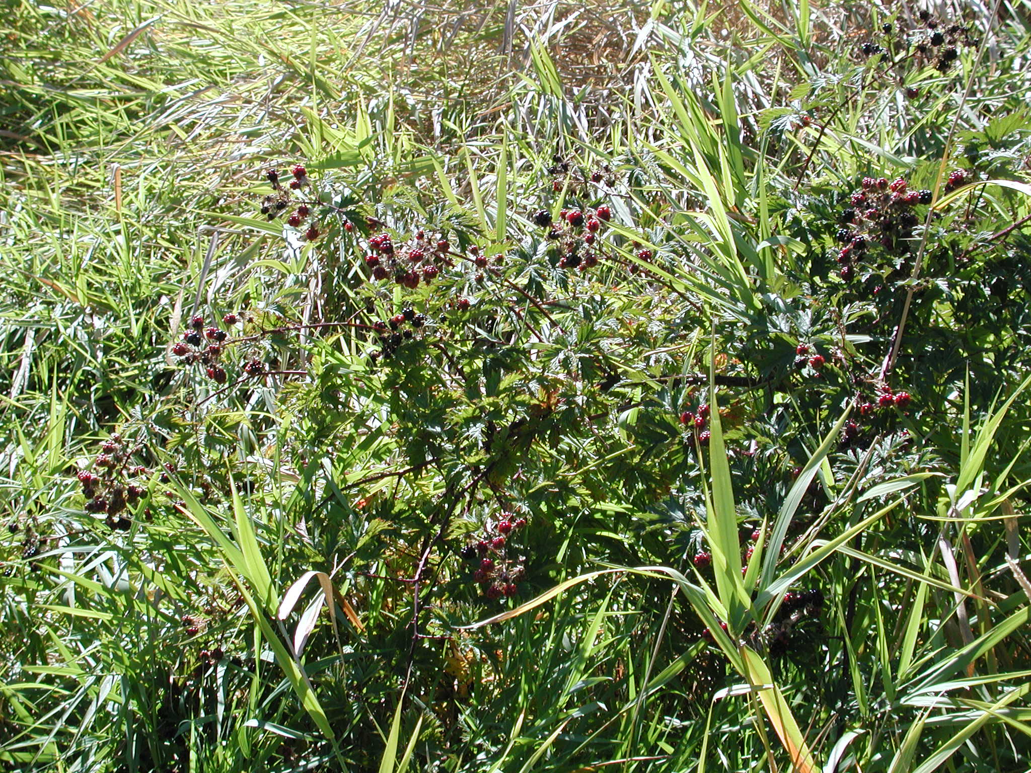 DSCN2224.JPG, 717994 bytes, 9/08/01