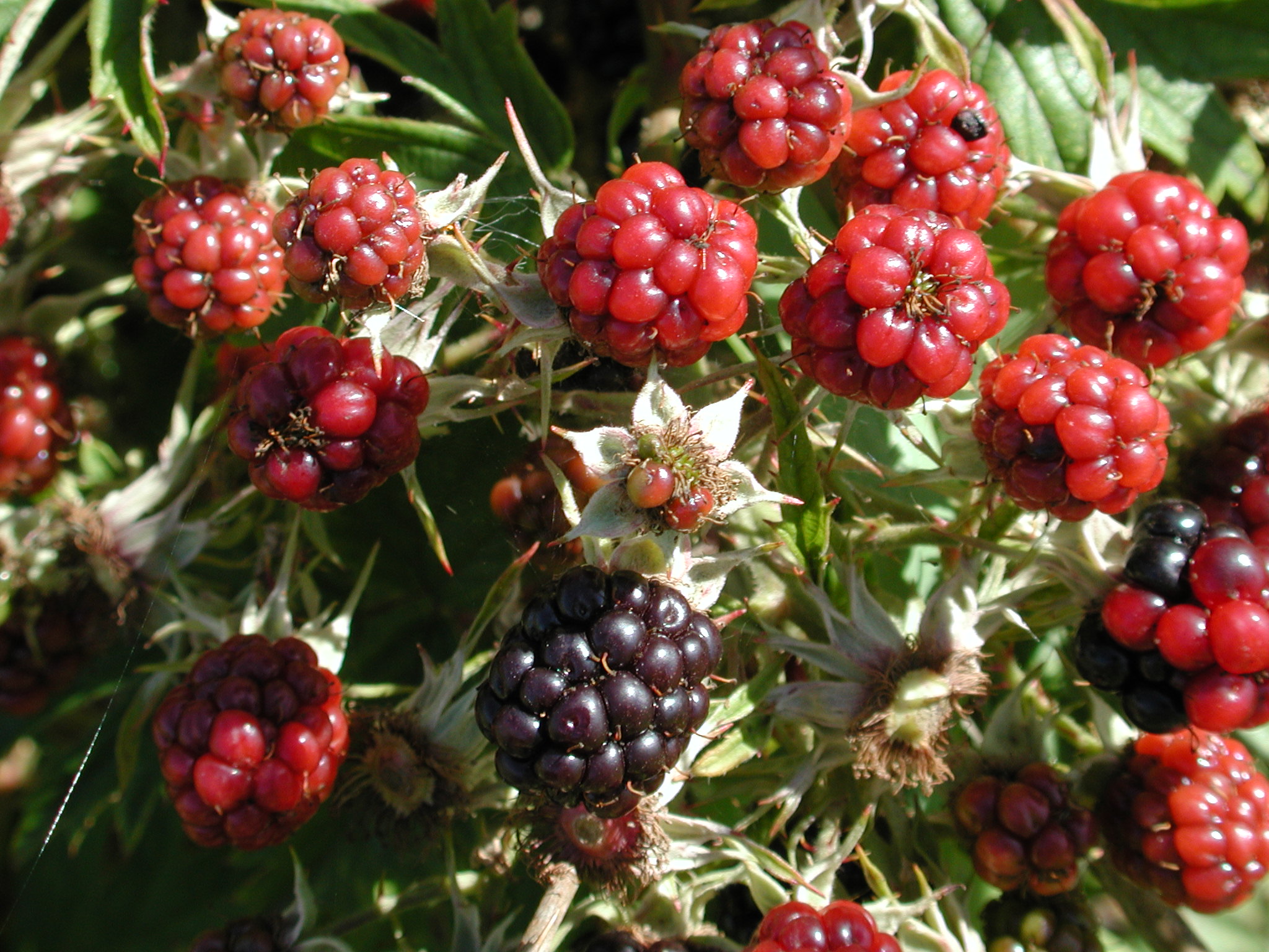 DSCN2231.JPG, 682122 bytes, 9/08/01