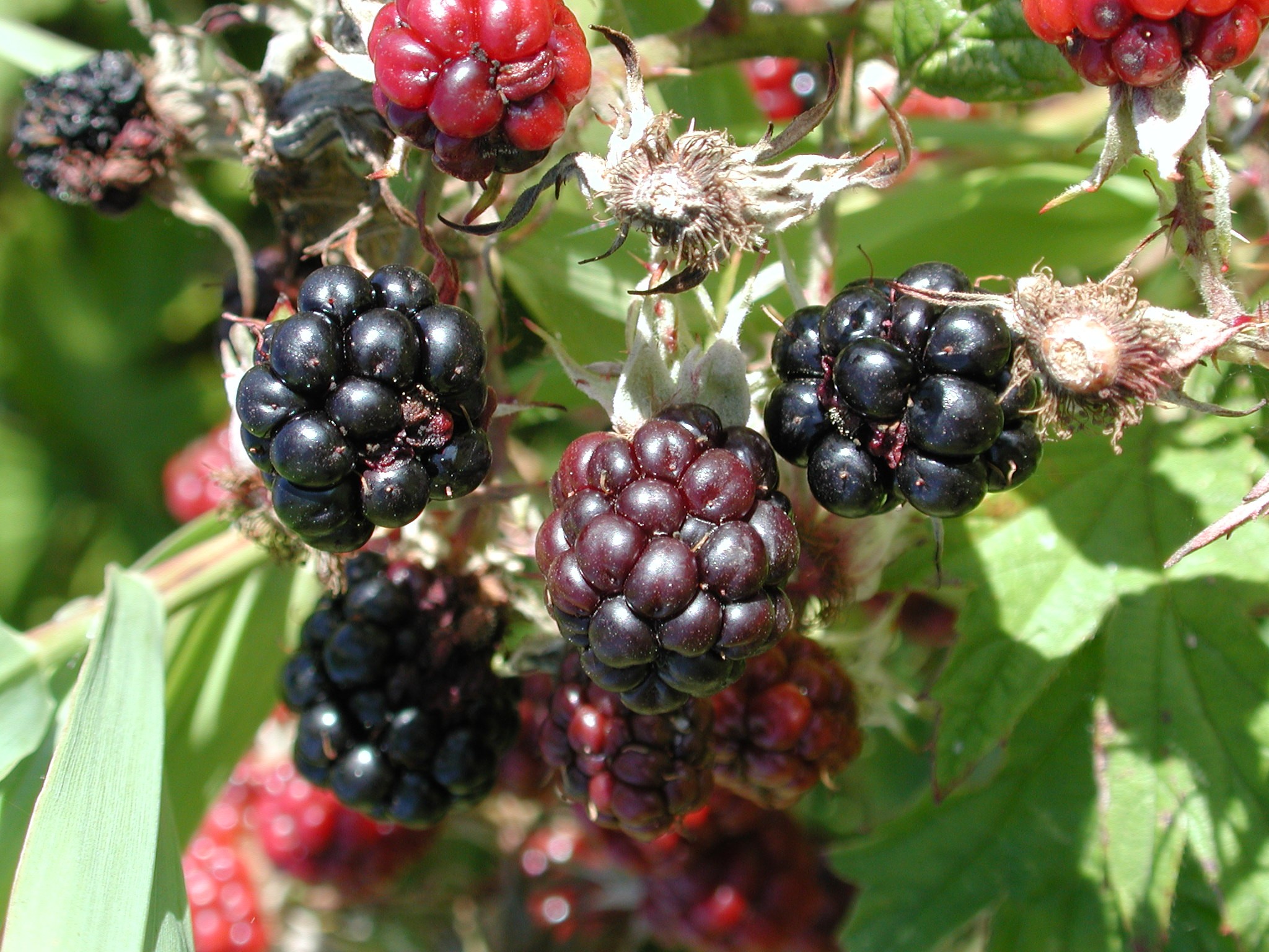 DSCN2232.JPG, 673088 bytes, 9/08/01