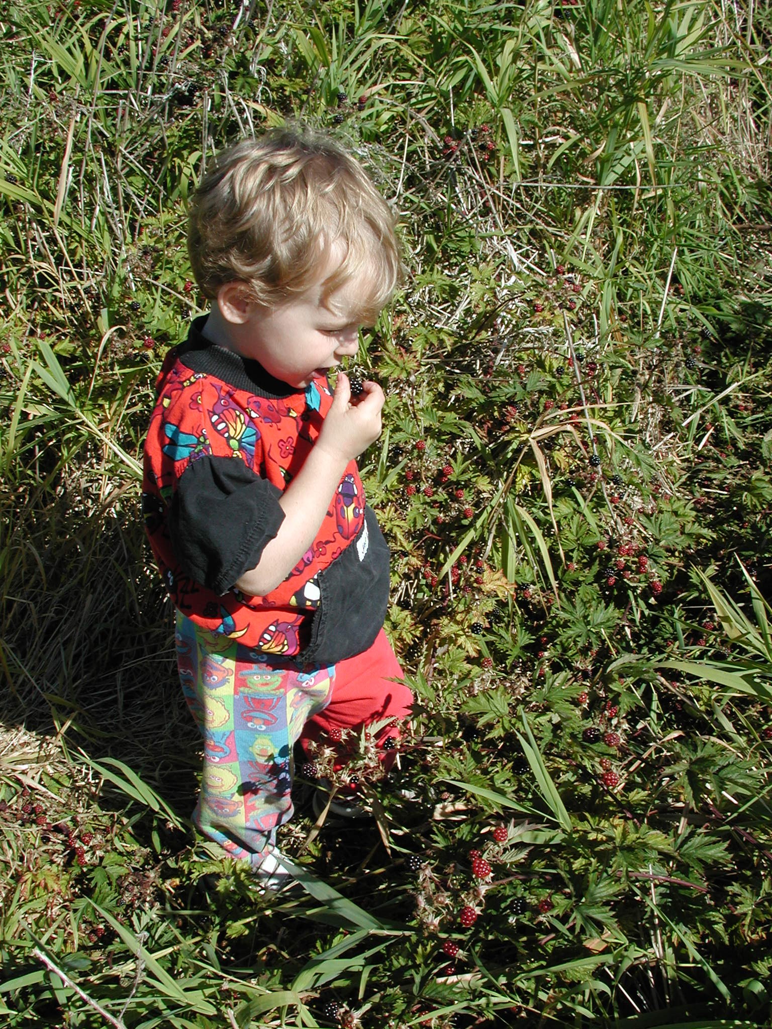 DSCN2234.JPG, 1140837 bytes, 9/08/01