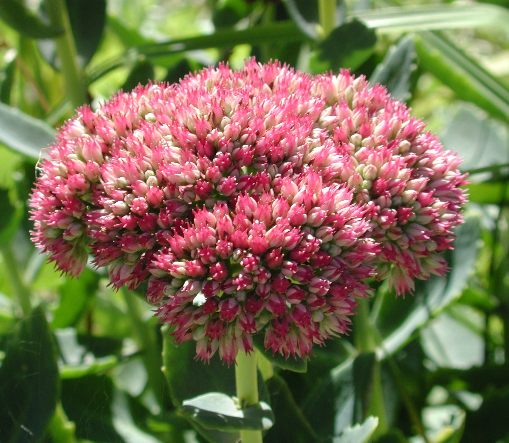 DSCN2249.JPG, 575115 bytes, 9/08/01