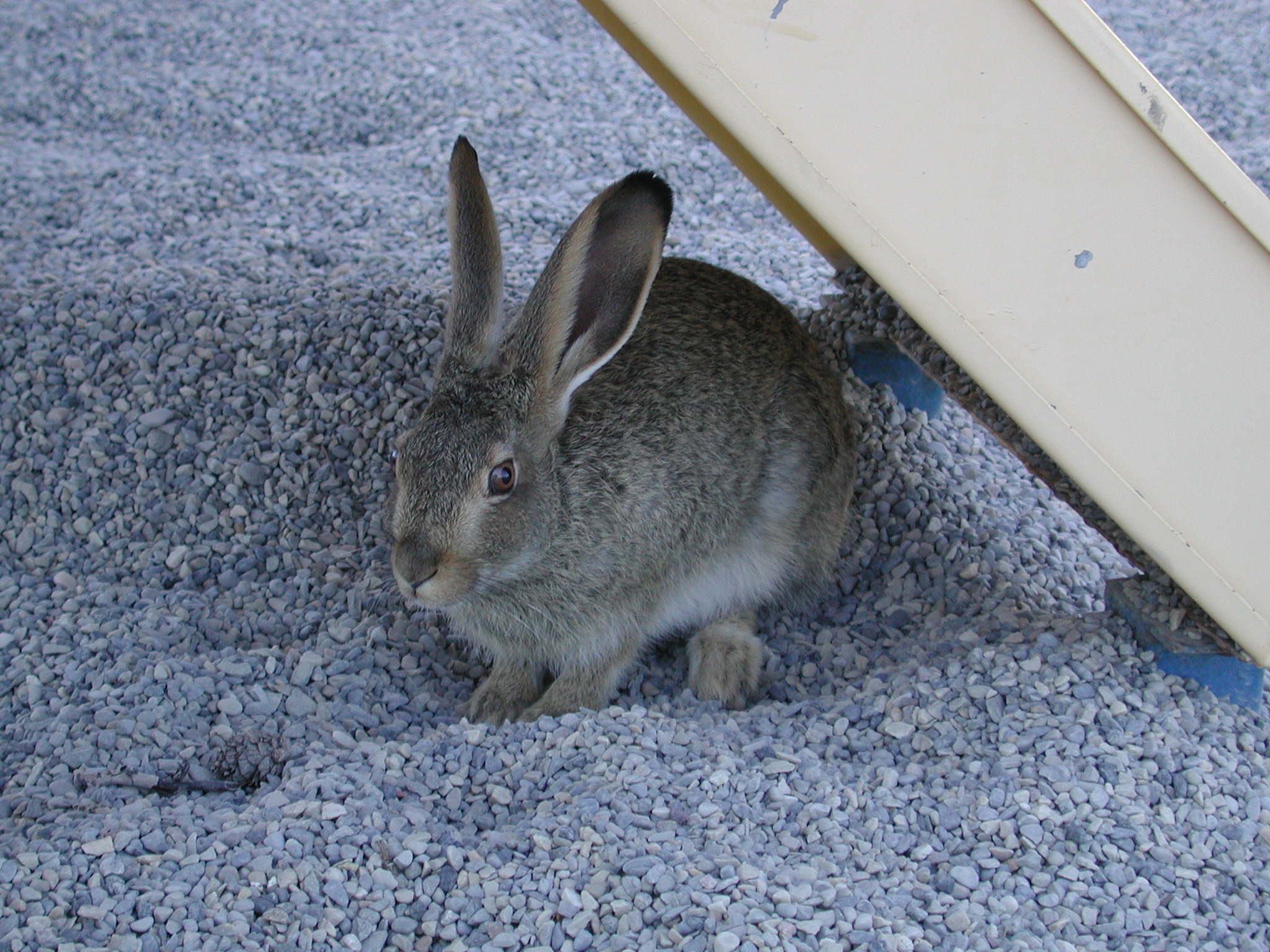 DSCN3729.JPG, 671967 bytes, 7/07/02