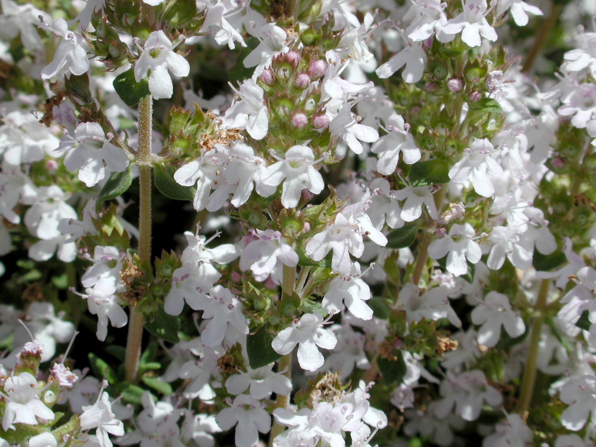 DSCN3567.JPG, 671396 bytes, 10/13/02