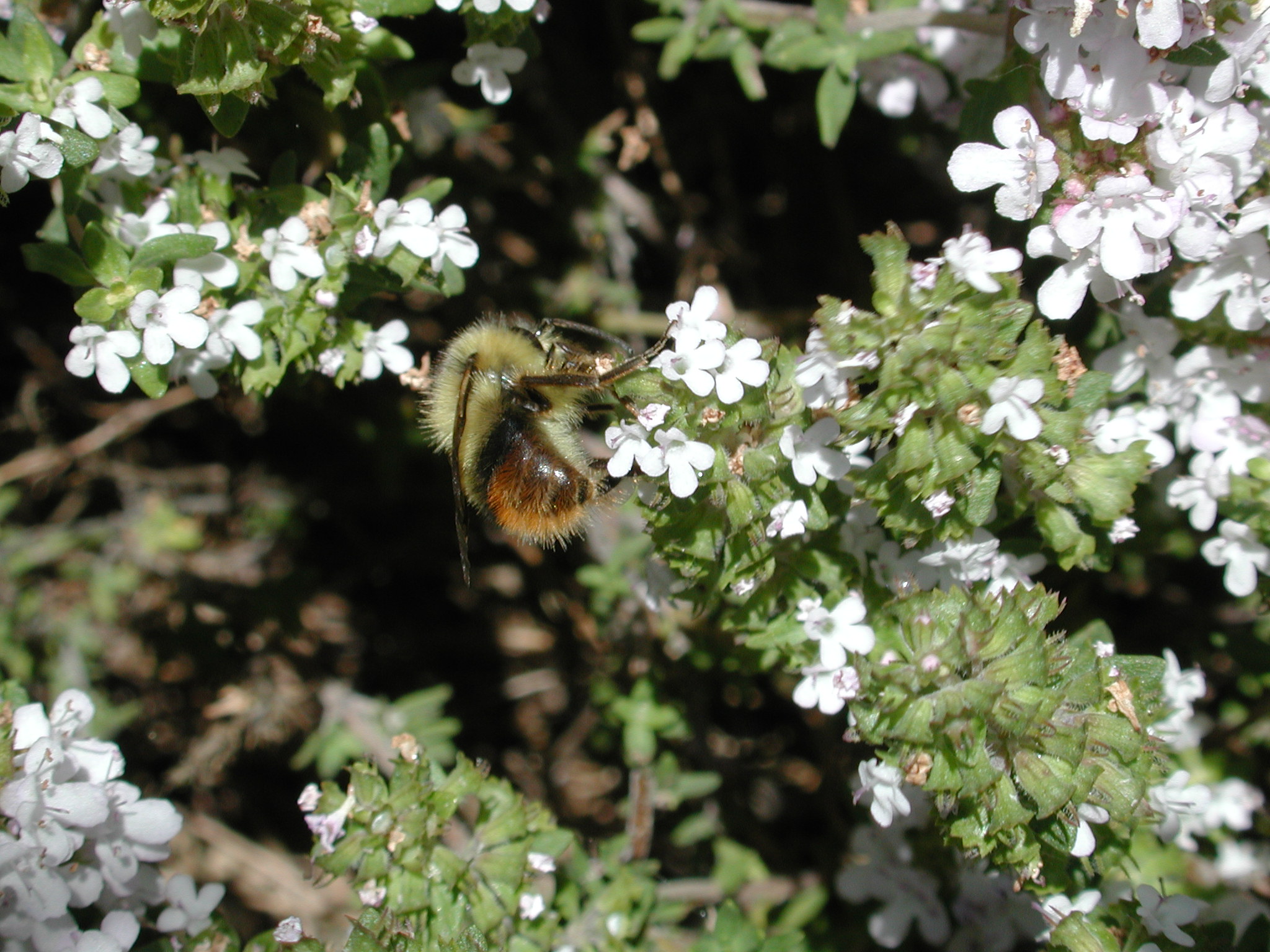 DSCN3572.JPG, 659994 bytes, 6/15/02