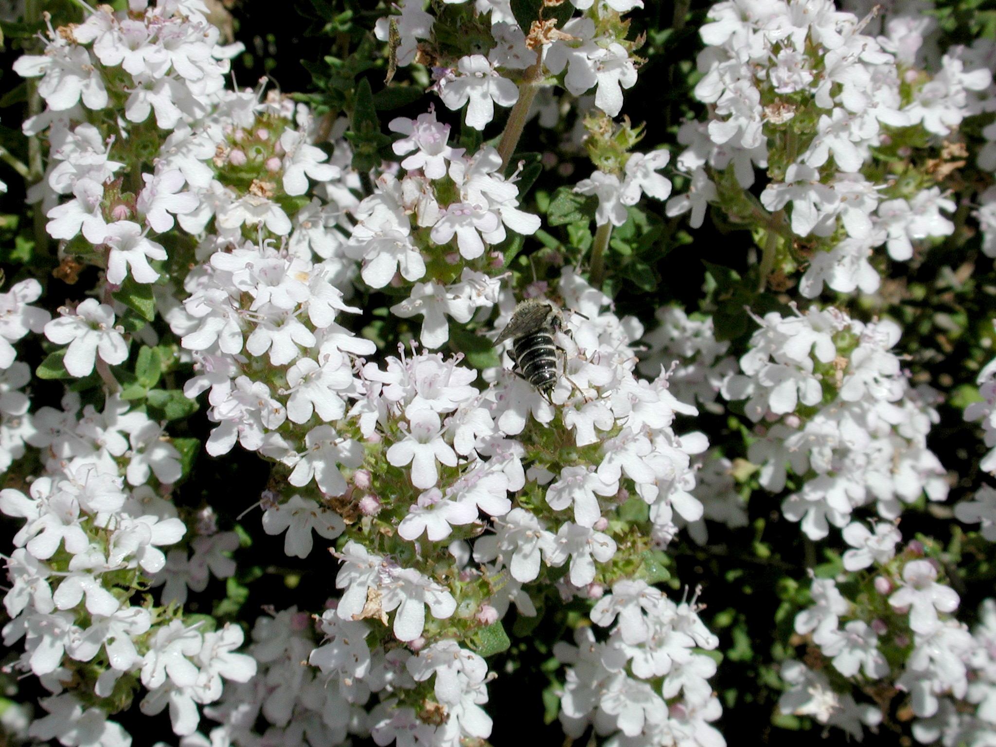 DSCN3574.JPG, 703196 bytes, 10/13/02