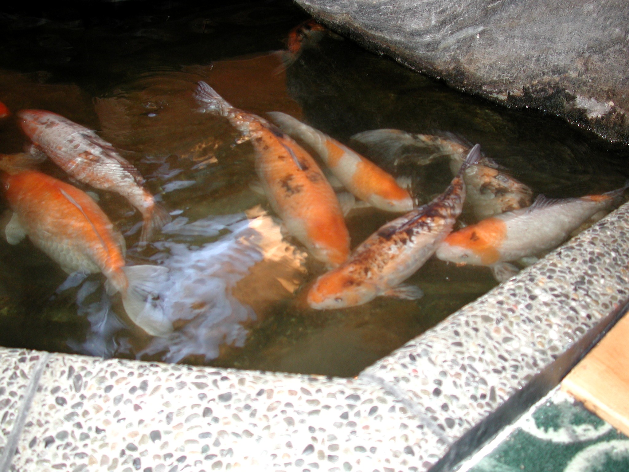 DSCN3412.JPG, 589086 bytes, 6/09/02