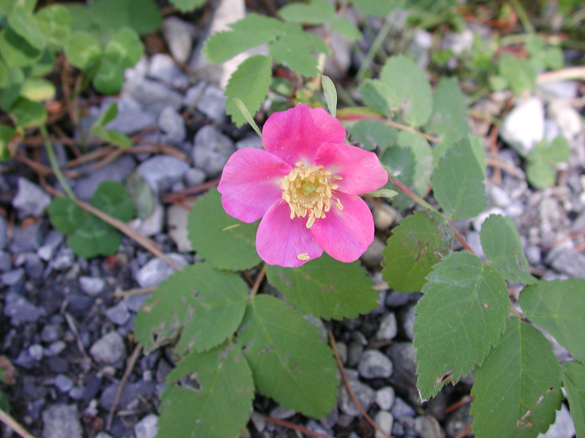 DSCN3977.JPG, 1244678 bytes, 7/10/02