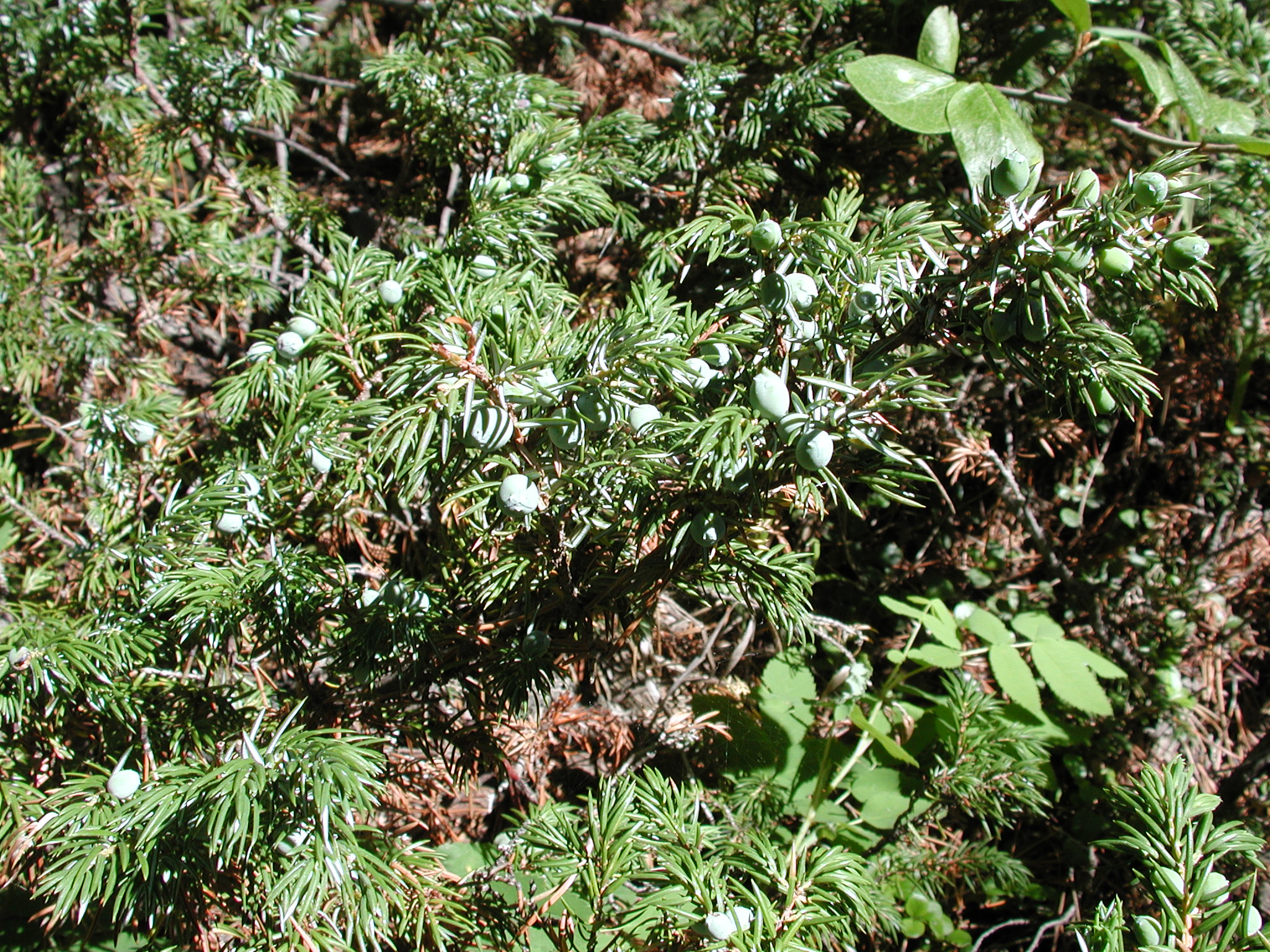 DSCN3979.JPG, 1160510 bytes, 7/10/02