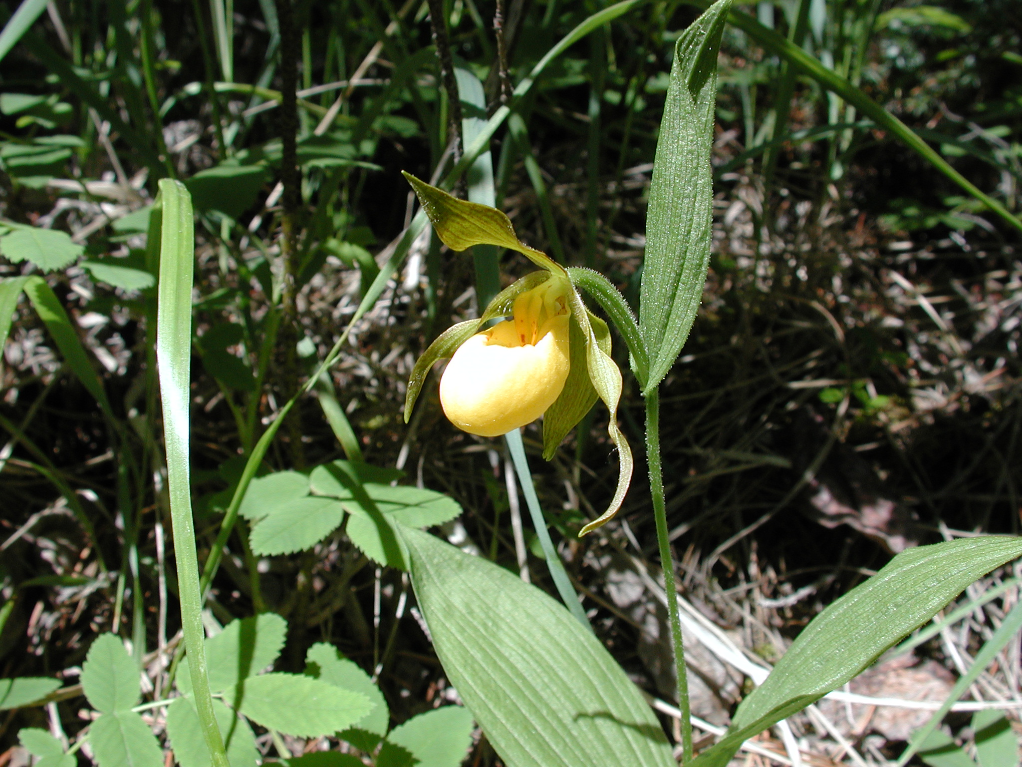 DSCN3987.JPG, 1064231 bytes, 7/10/02