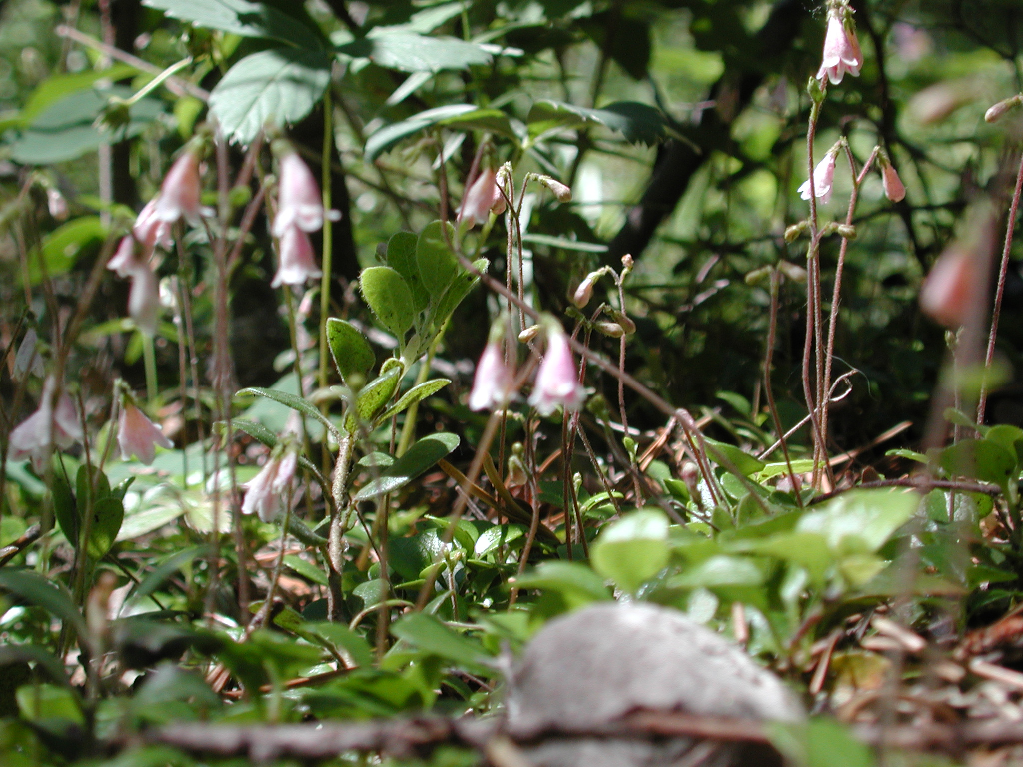 DSCN3988.JPG, 1069281 bytes, 7/10/02