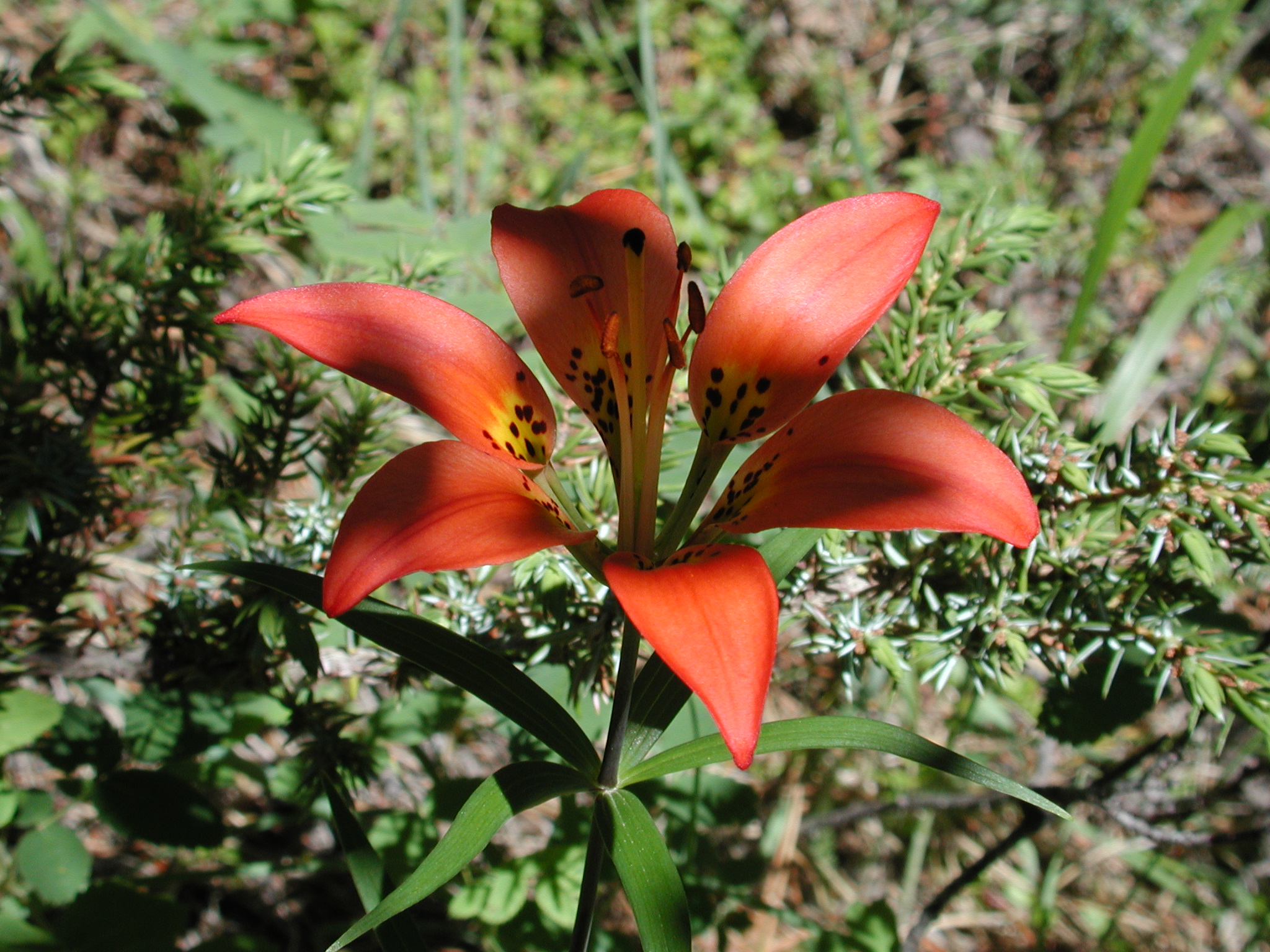 DSCN3996.JPG, 1070402 bytes, 7/10/02