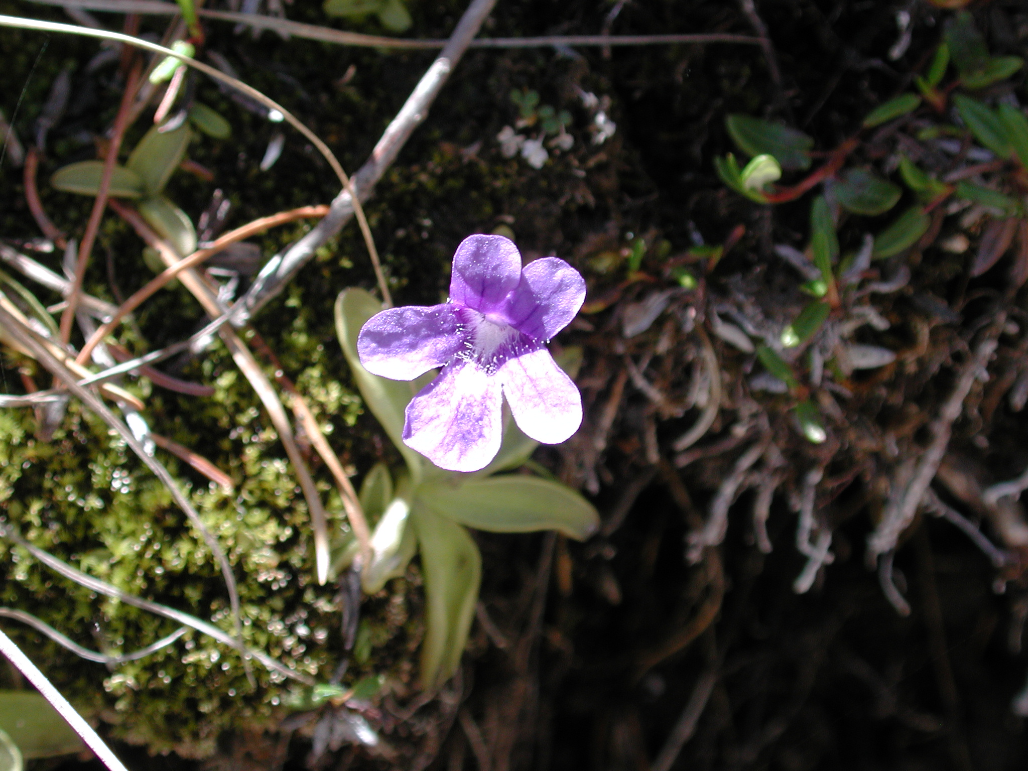 DSCN4033.JPG, 1036076 bytes, 7/10/02