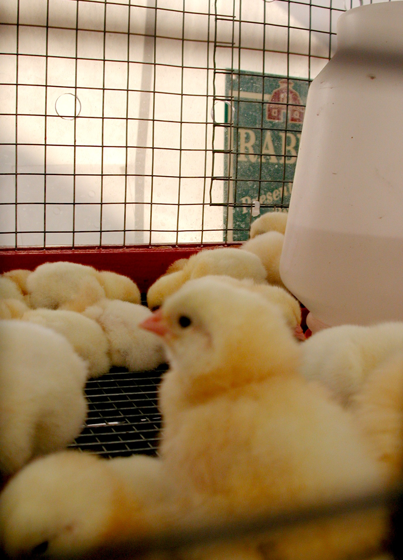 DSCN4161.JPG, 1179281 bytes, 7/11/02