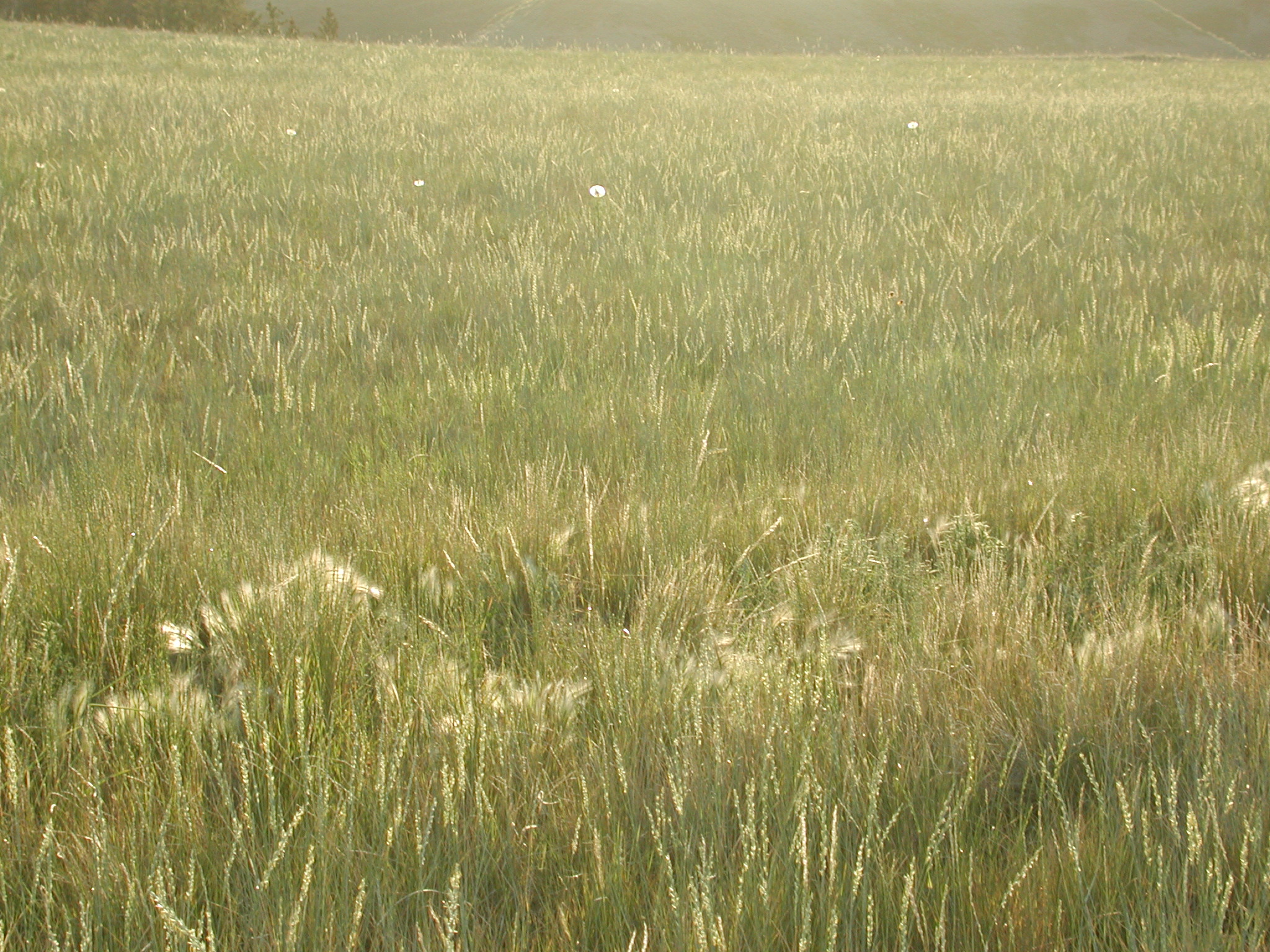 DSCN4207.JPG, 1106384 bytes, 7/12/02