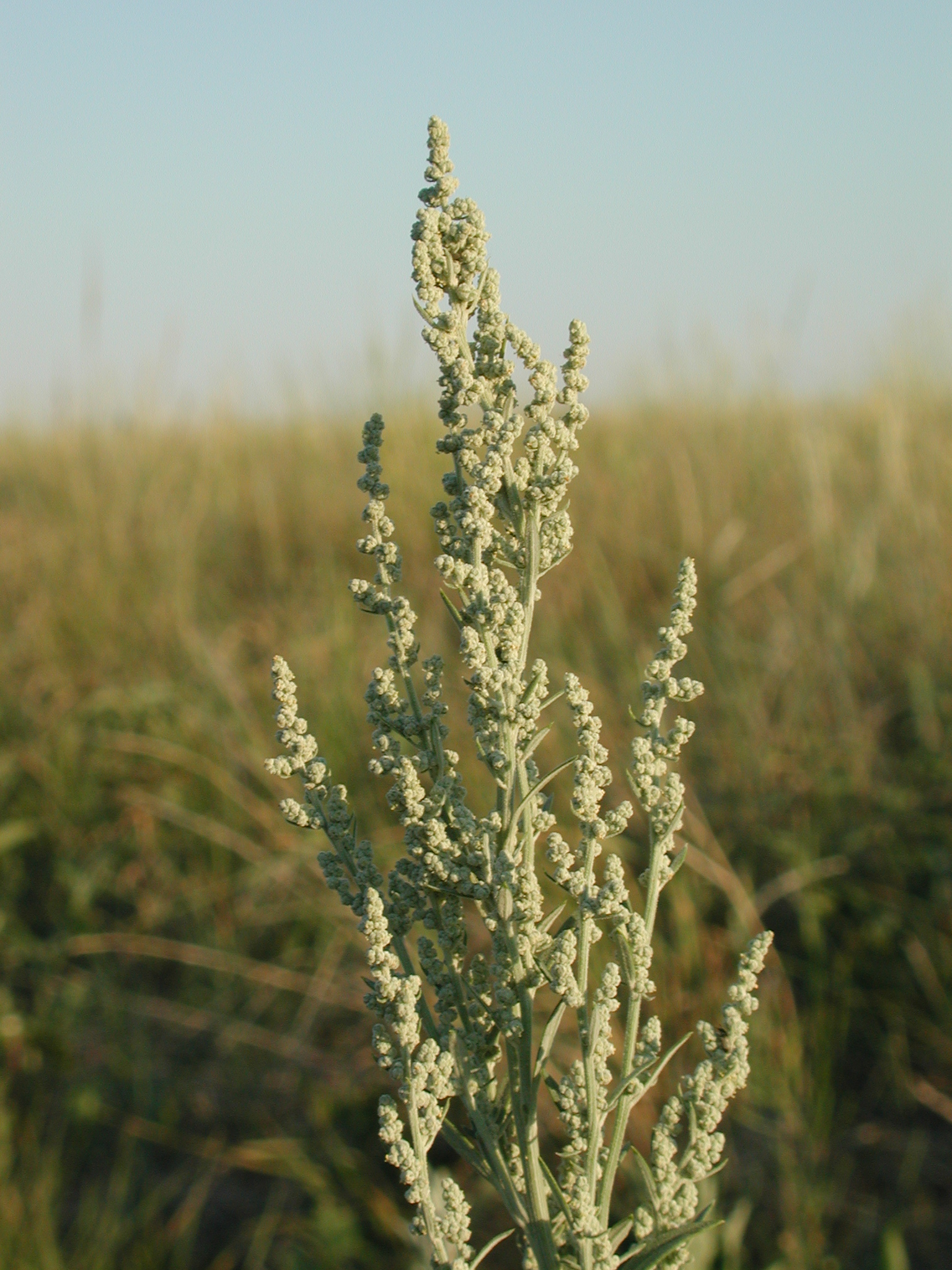 DSCN4208.JPG, 1190221 bytes, 7/12/02