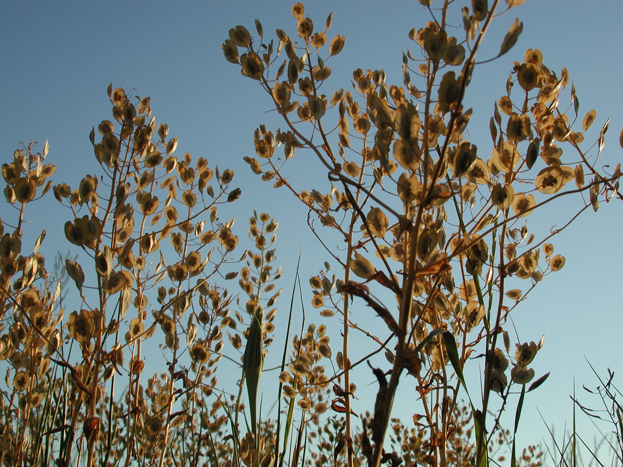 DSCN4209.JPG, 1113758 bytes, 7/12/02