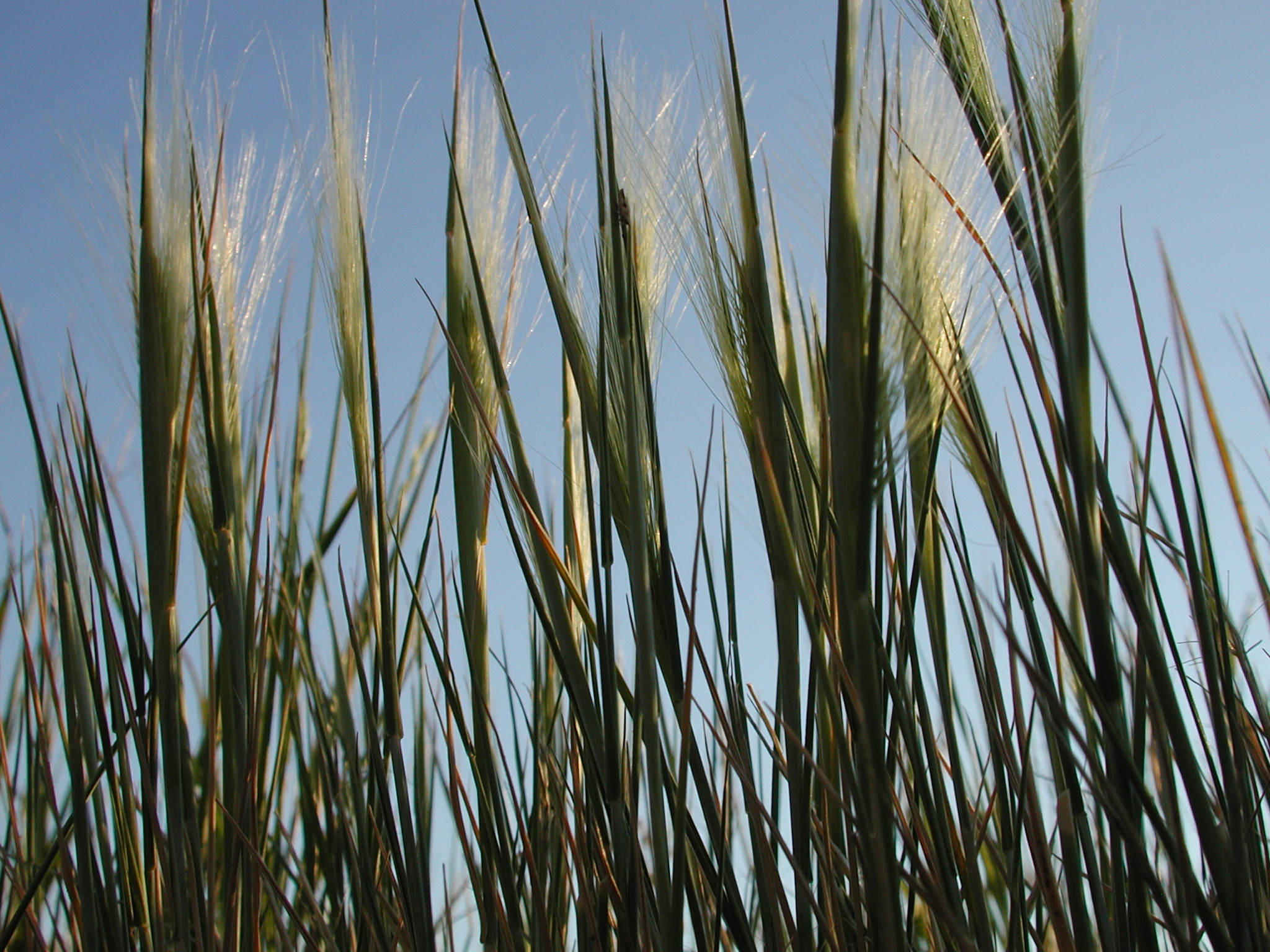 DSCN4210.JPG, 1069744 bytes, 7/12/02