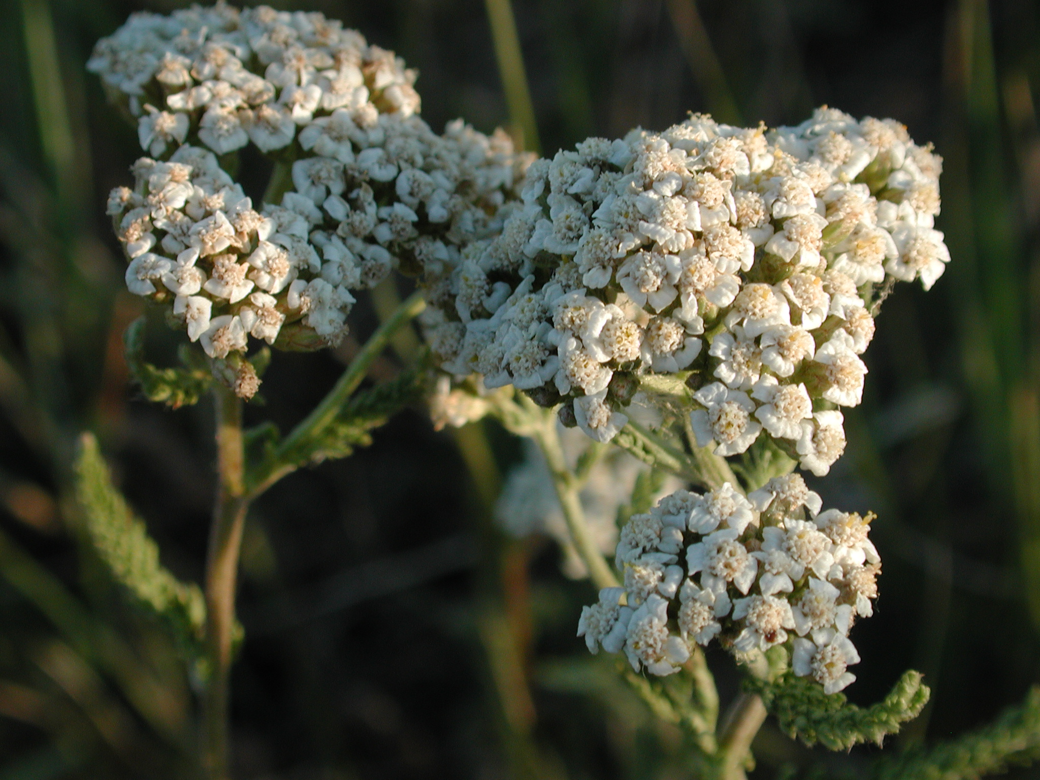 DSCN4211.JPG, 1074945 bytes, 7/12/02