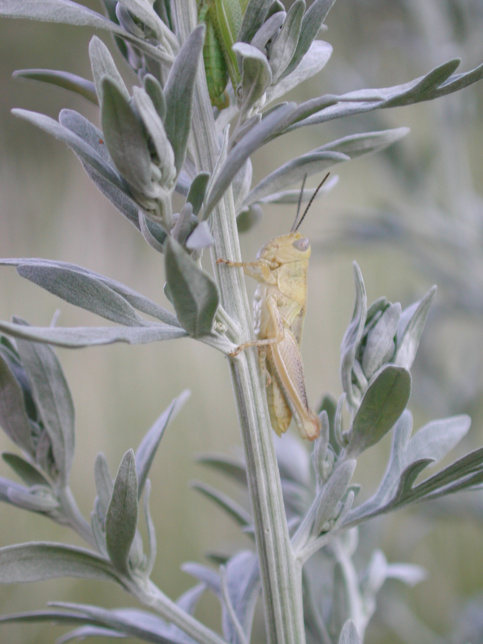 DSCN4222.JPG, 1126866 bytes, 7/12/02