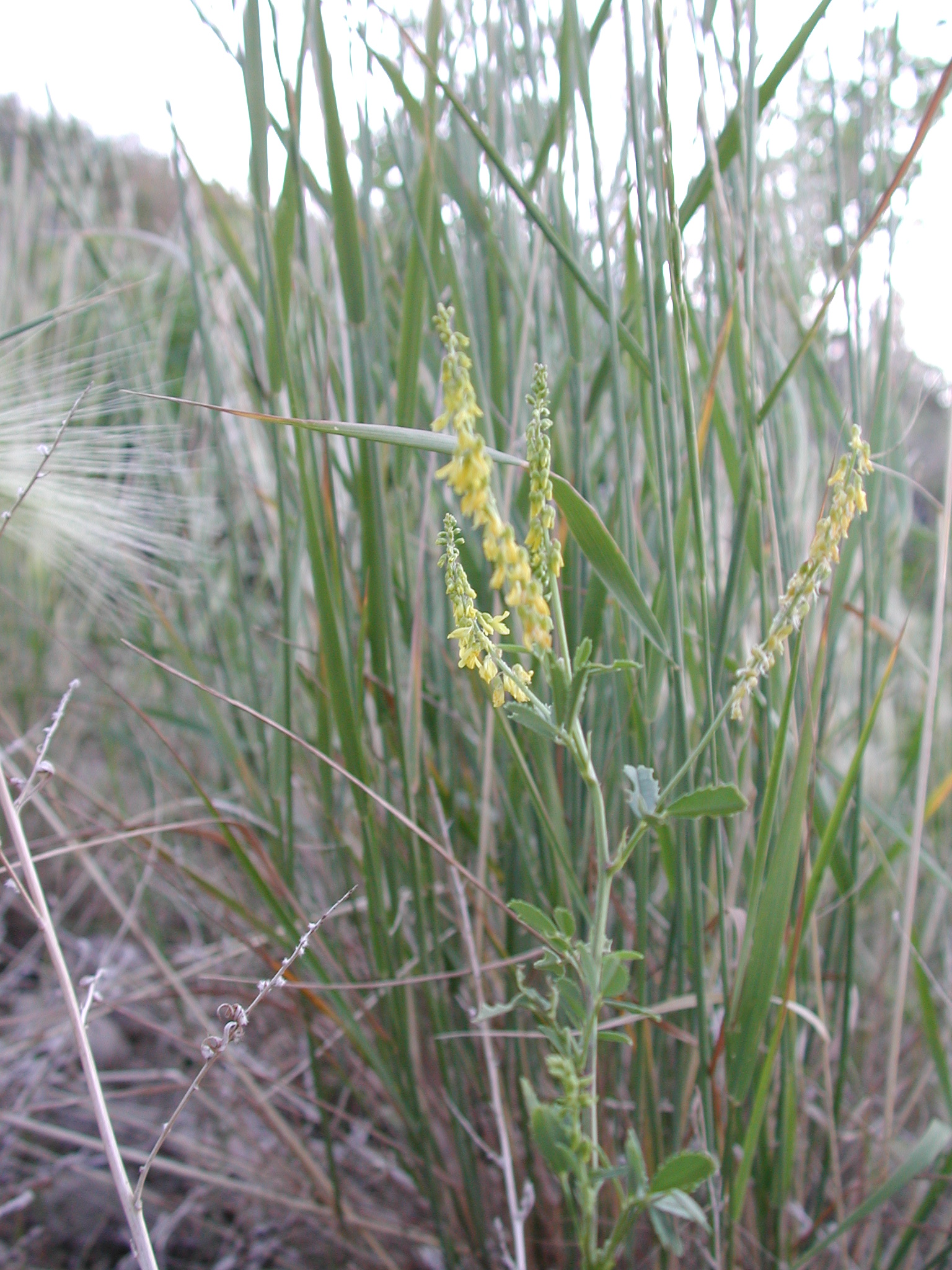 DSCN4223.JPG, 1097330 bytes, 7/12/02