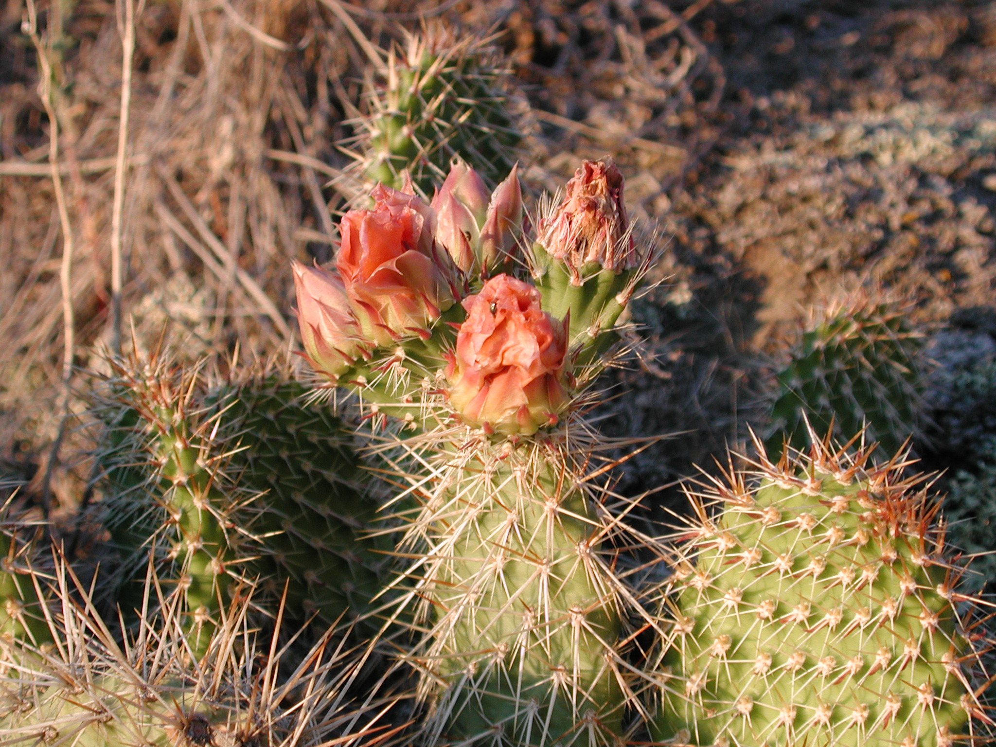 DSCN4226.JPG, 1072917 bytes, 7/12/02