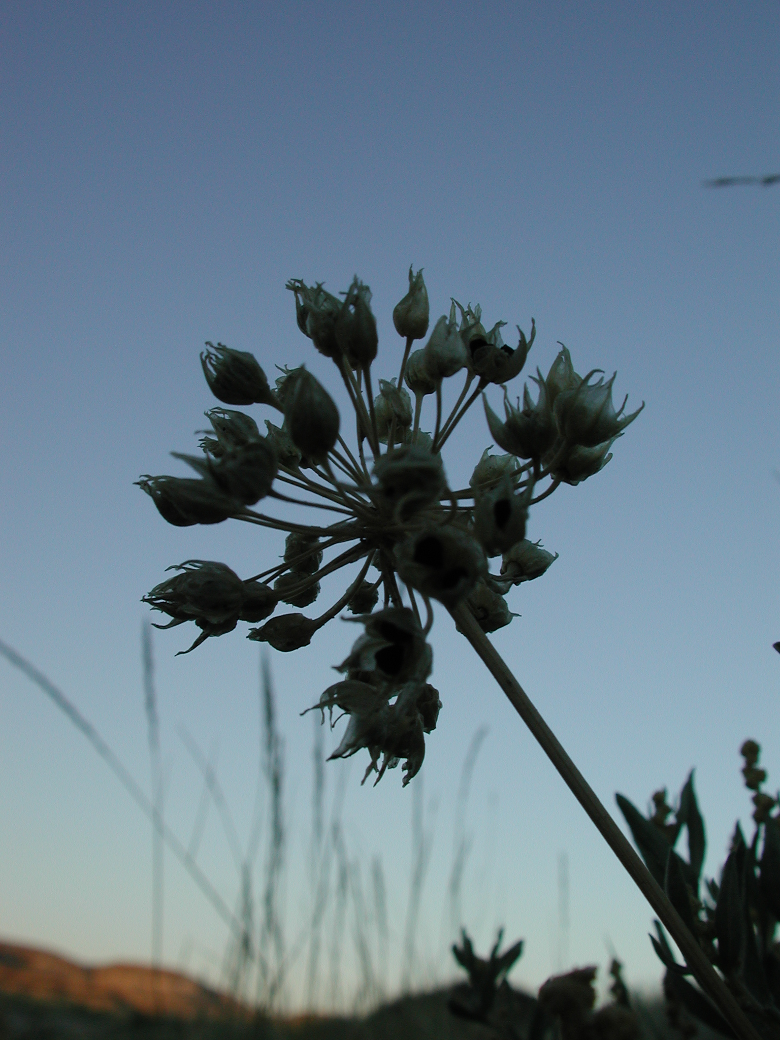 DSCN4227.JPG, 1198402 bytes, 7/12/02