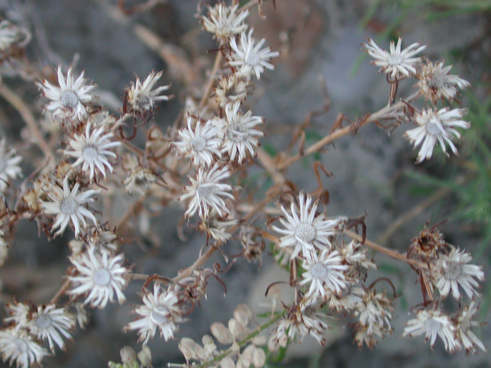 DSCN4230.JPG, 1101329 bytes, 7/12/02