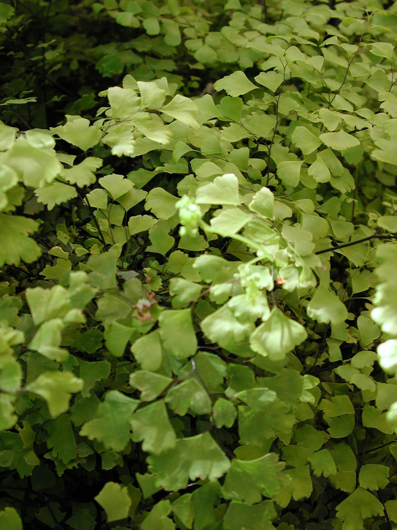 DSCN4197.JPG, 741379 bytes, 10/14/02