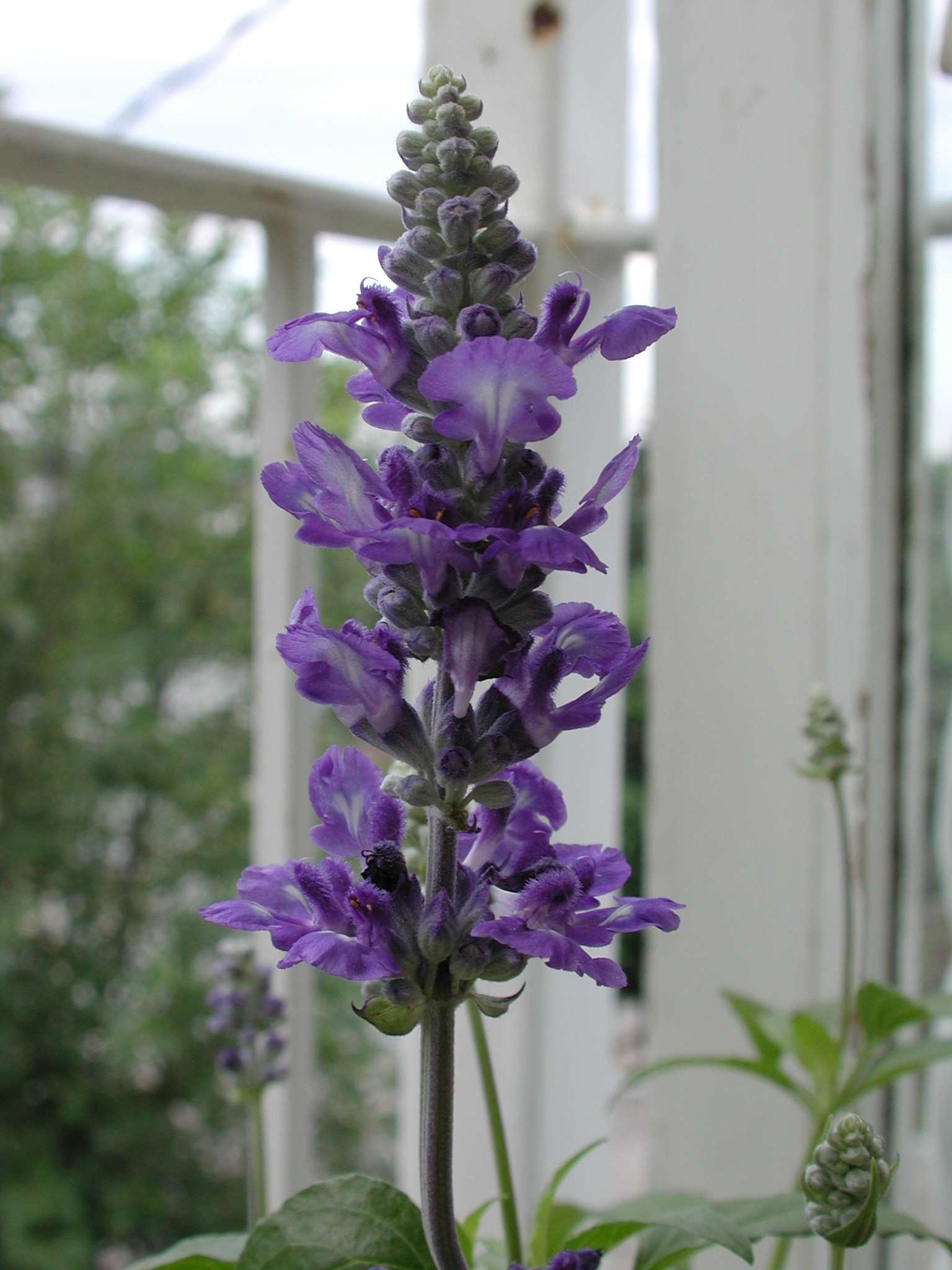 DSCN4339.JPG, 528699 bytes, 11/03/02