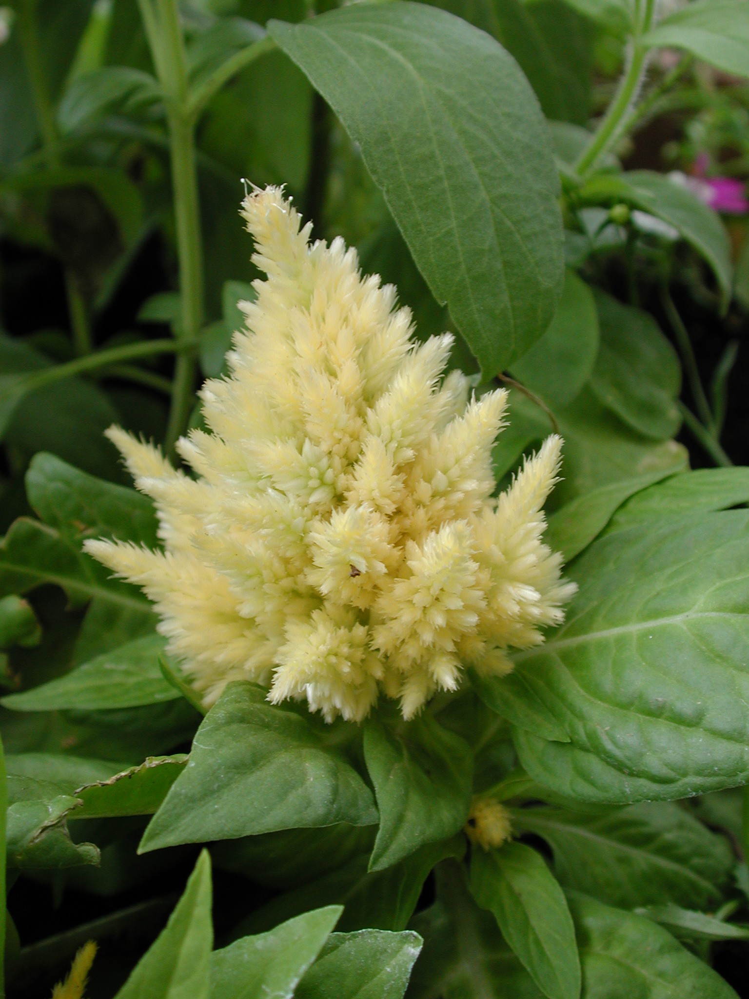 DSCN4340.JPG, 567095 bytes, 11/03/02