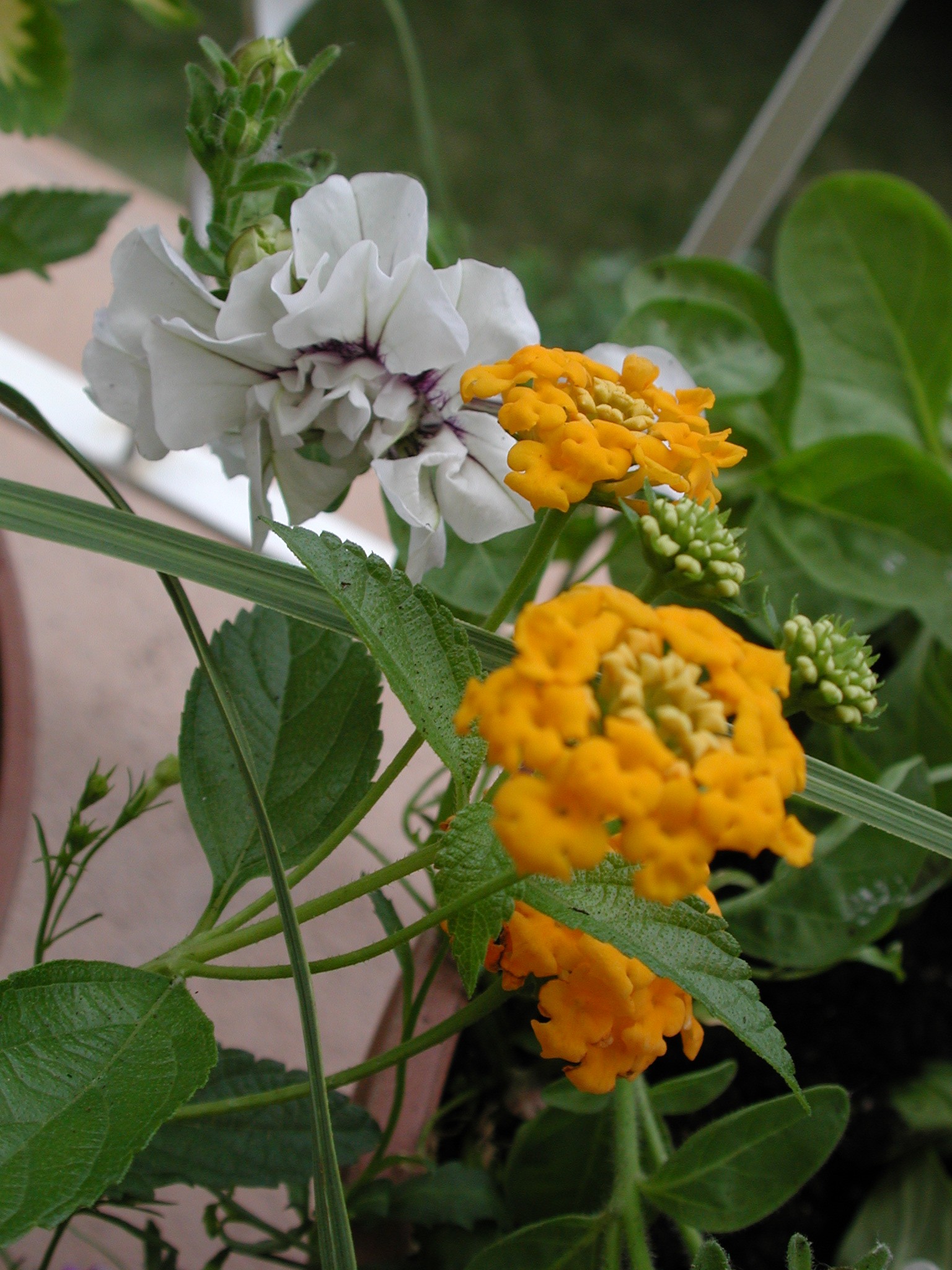 DSCN4341.JPG, 637665 bytes, 11/03/02