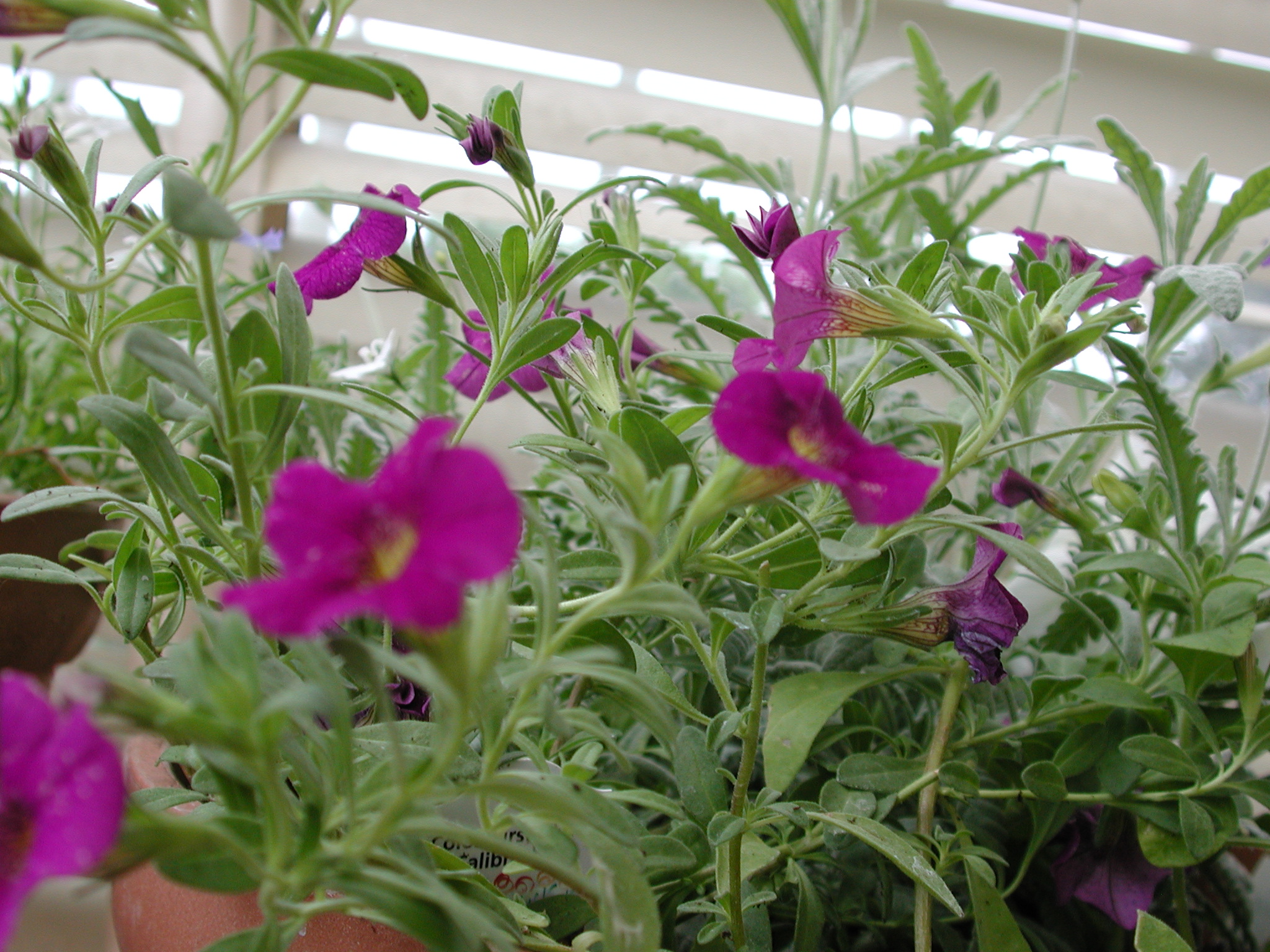 DSCN4343.JPG, 1035733 bytes, 7/14/02