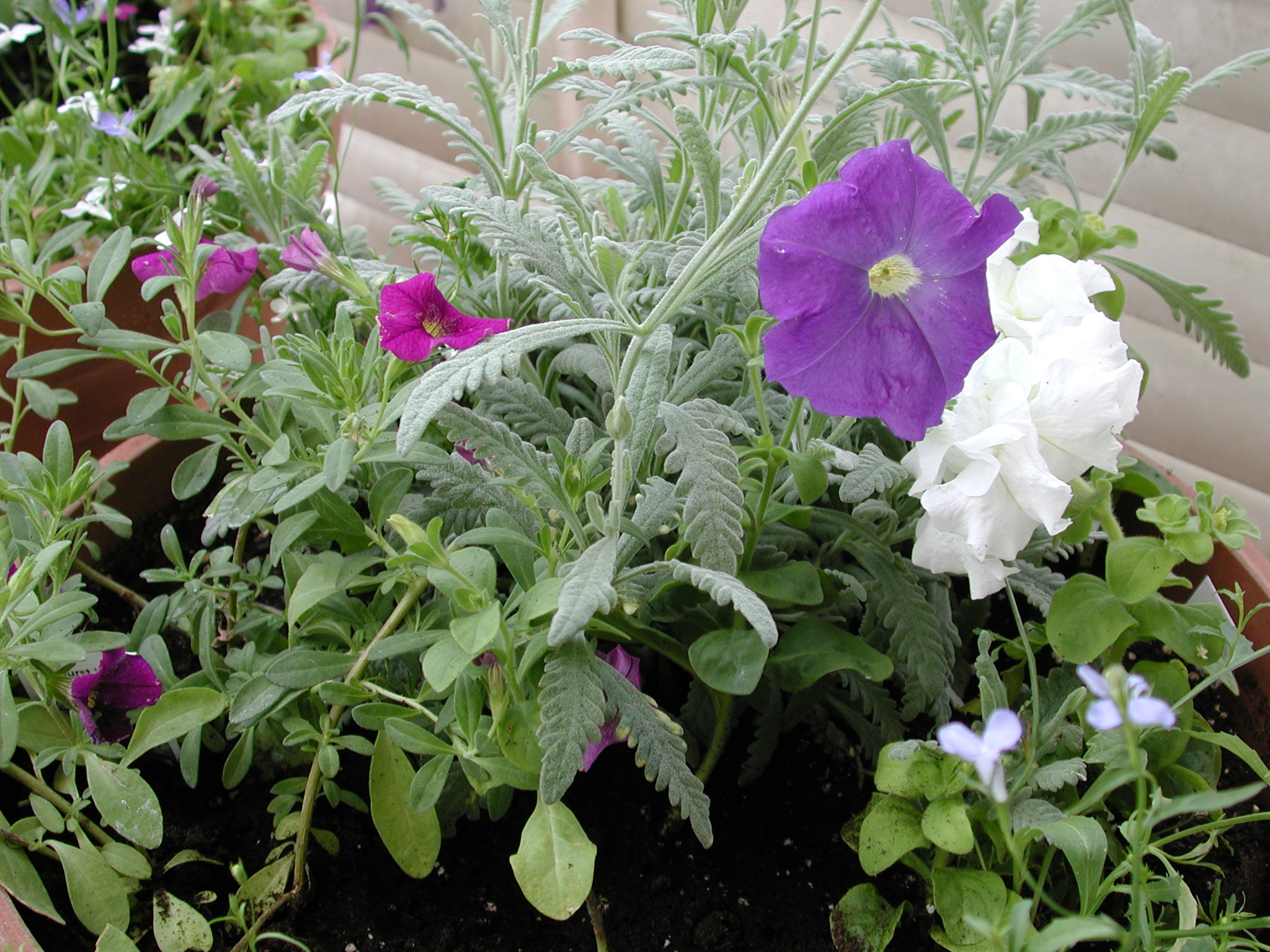 DSCN4345.JPG, 1081418 bytes, 7/14/02