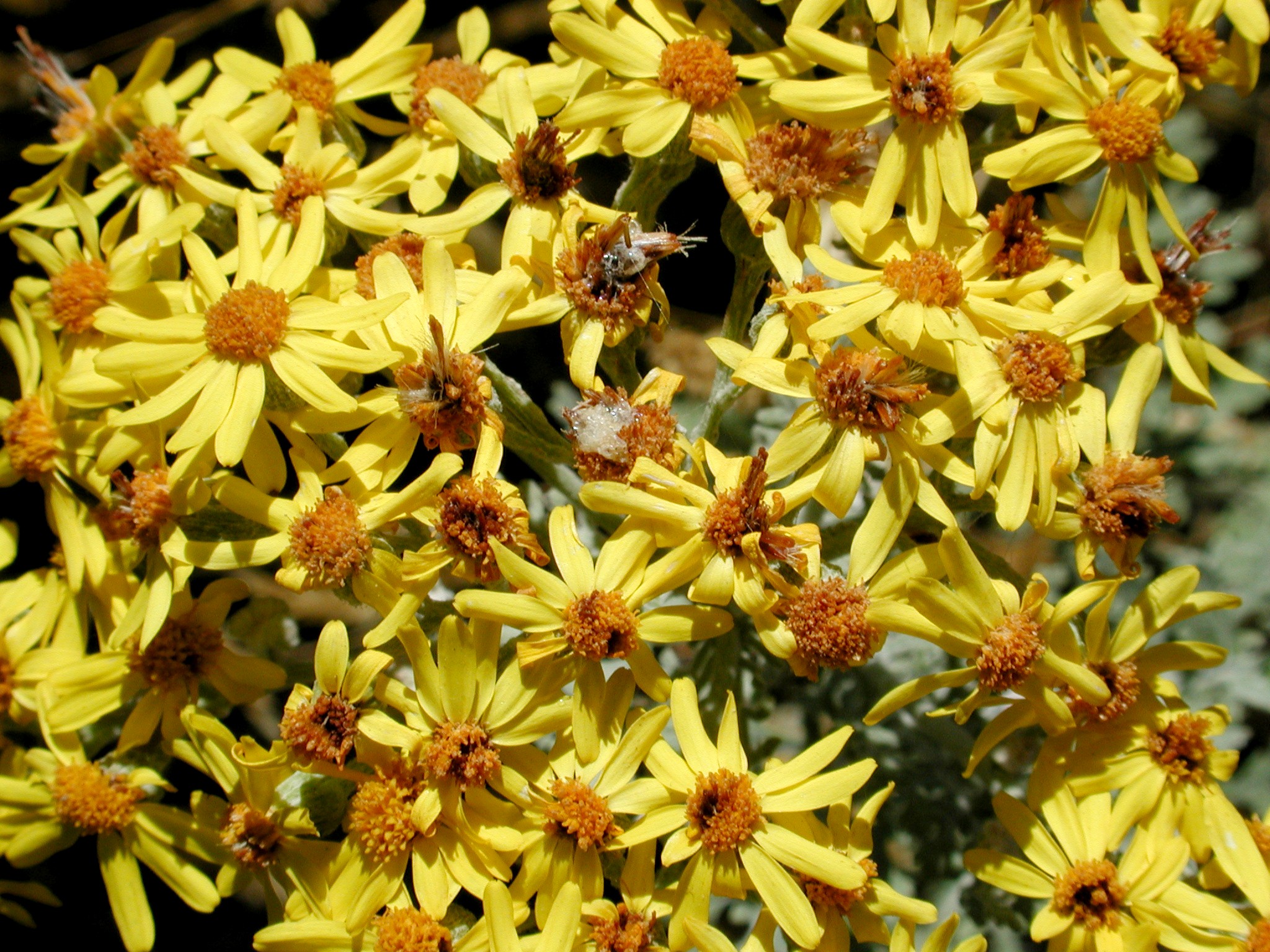 DSCN4483.JPG, 875256 bytes, 11/03/02