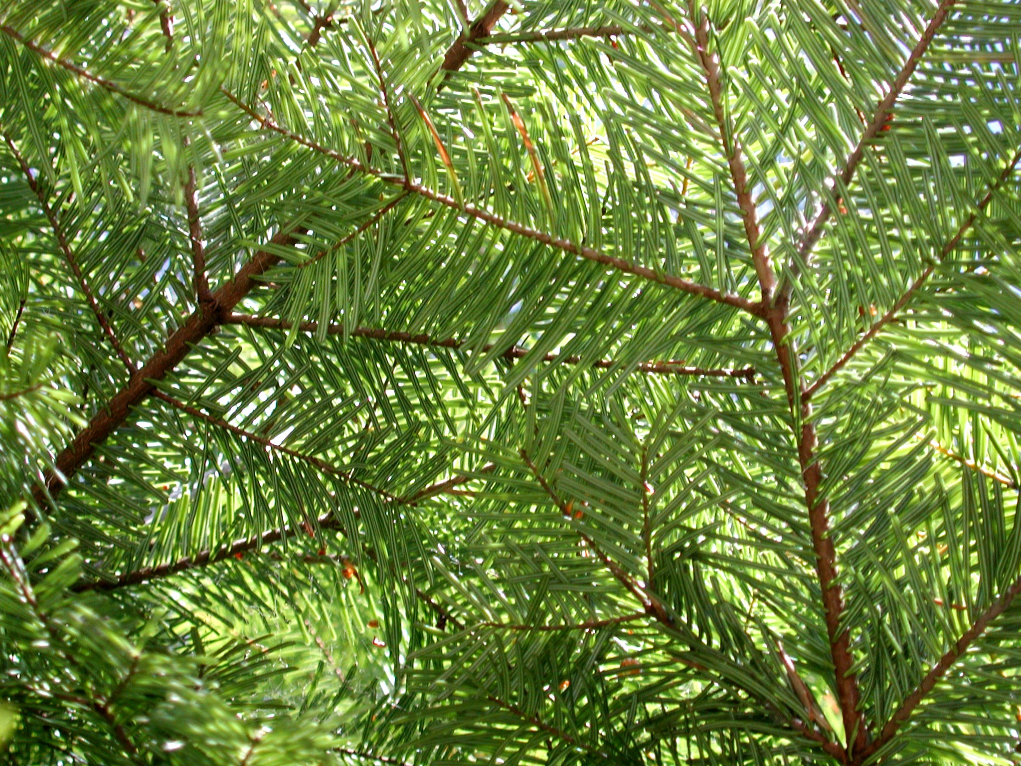 DSCN4484.JPG, 1102504 bytes, 11/03/02