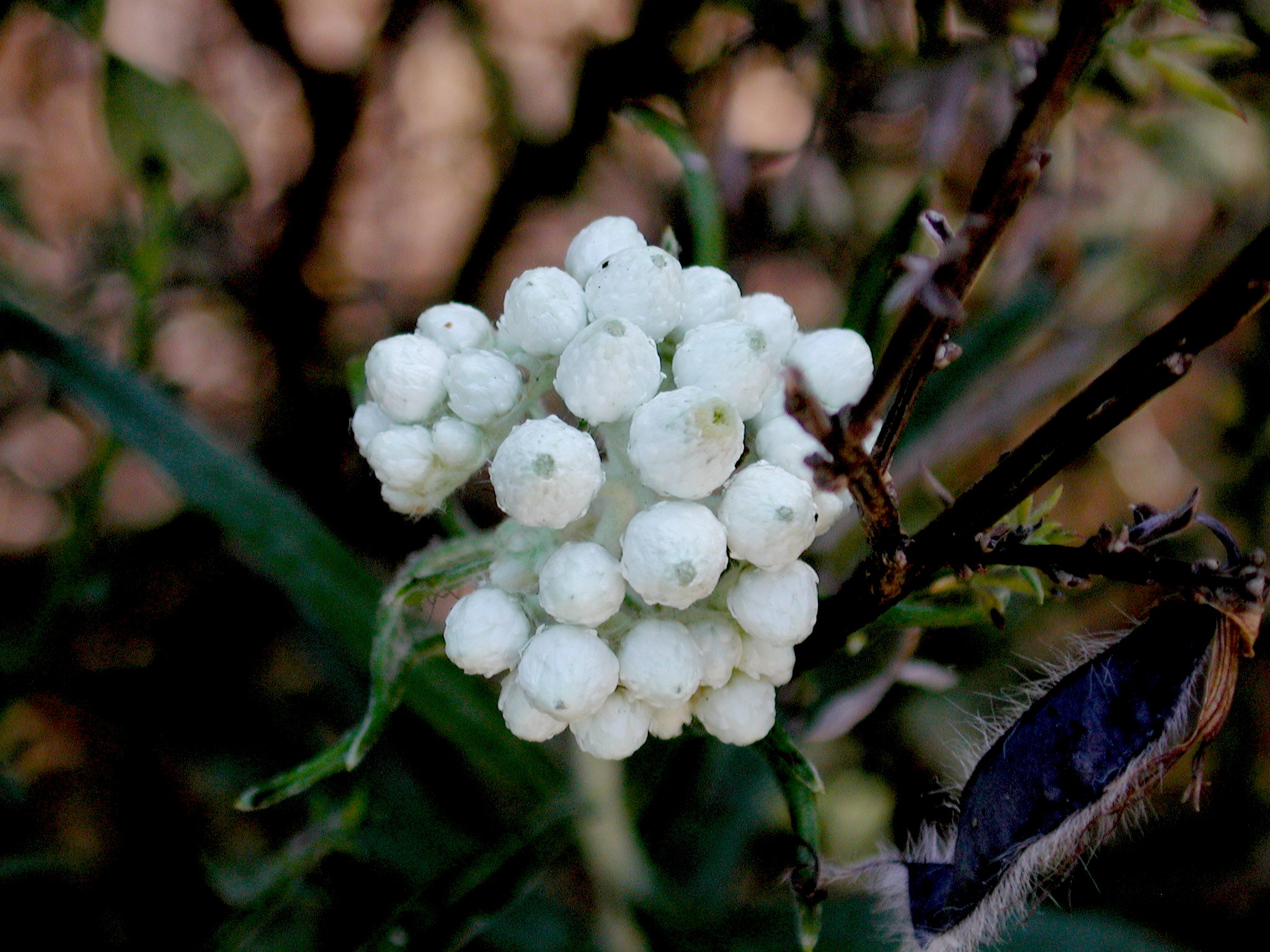 DSCN4497.JPG, 761303 bytes, 11/03/02