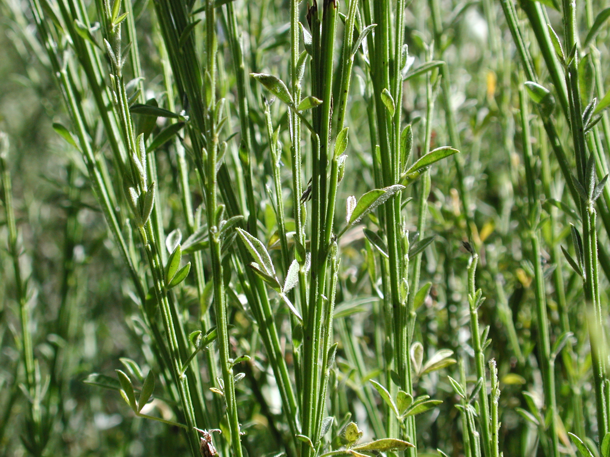 DSCN4506.JPG, 1125242 bytes, 7/20/02