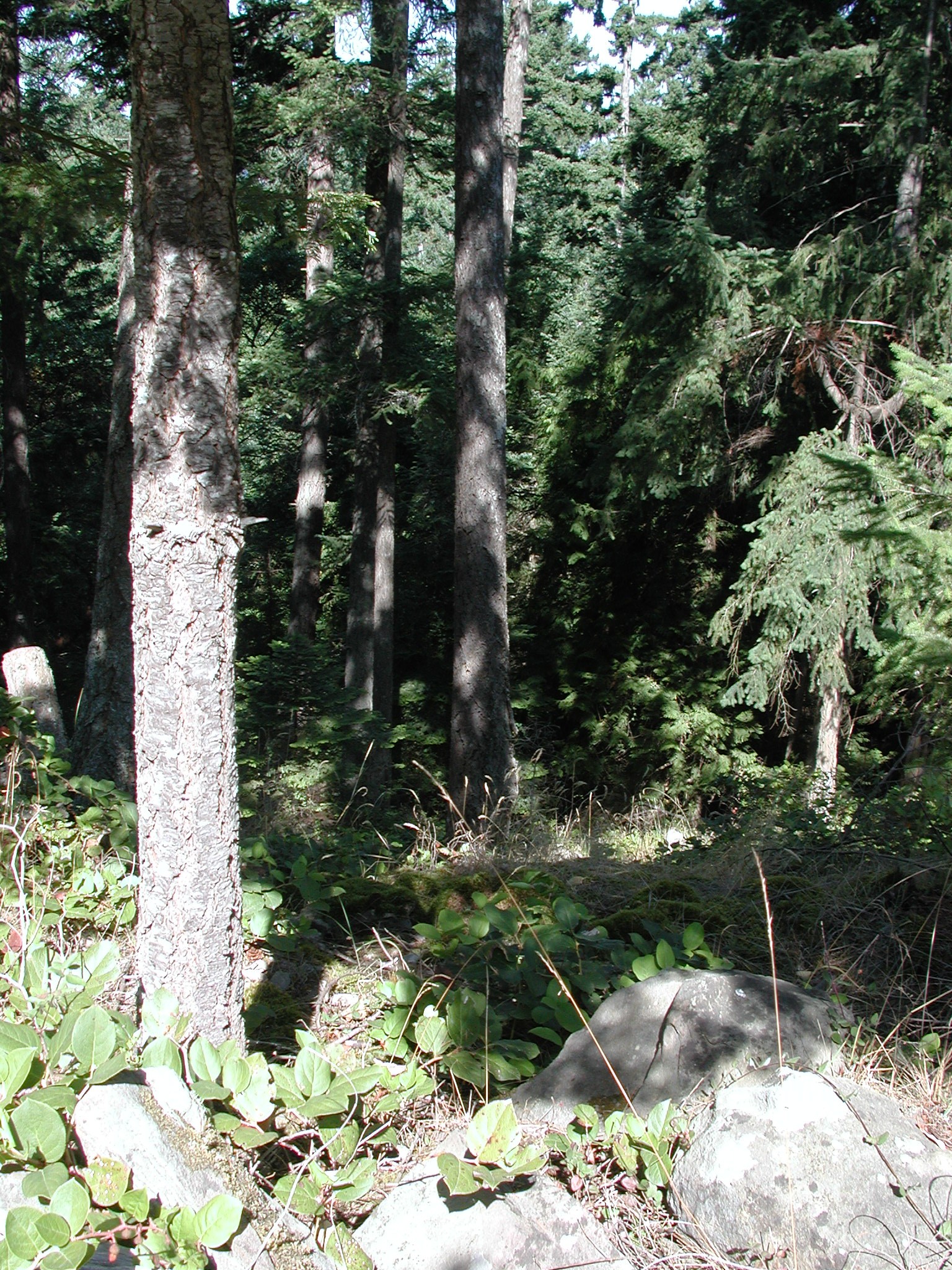 DSCN4509.JPG, 1160690 bytes, 11/03/02