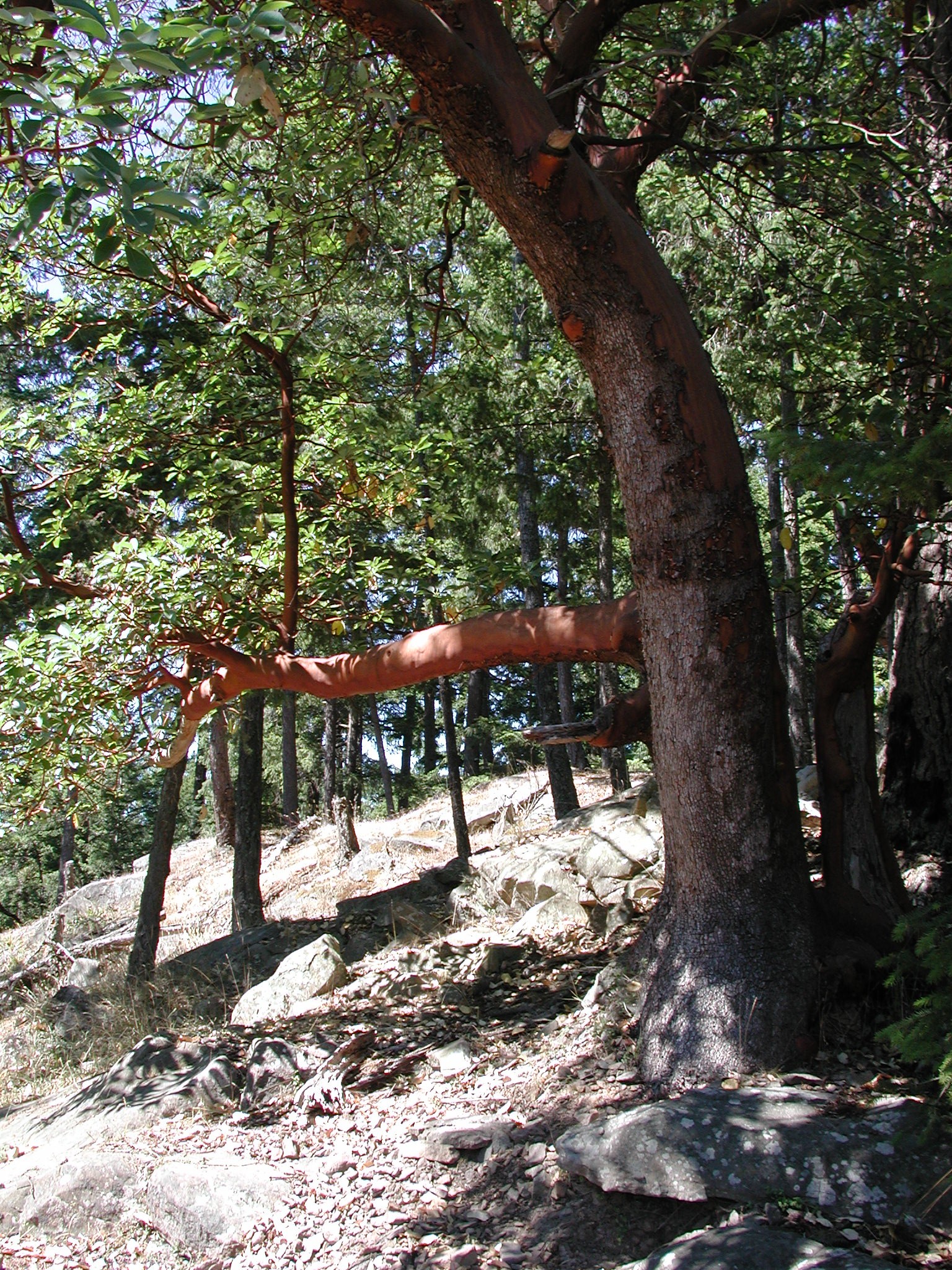 DSCN4517.JPG, 1291910 bytes, 11/03/02