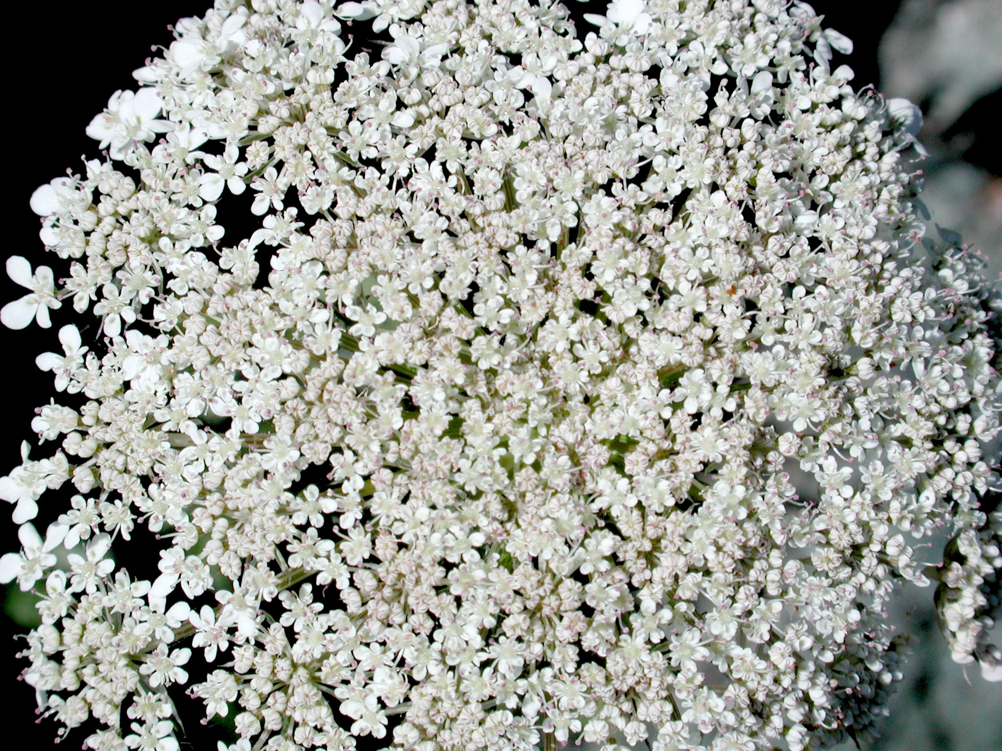 DSCN4557.JPG, 1000405 bytes, 11/03/02