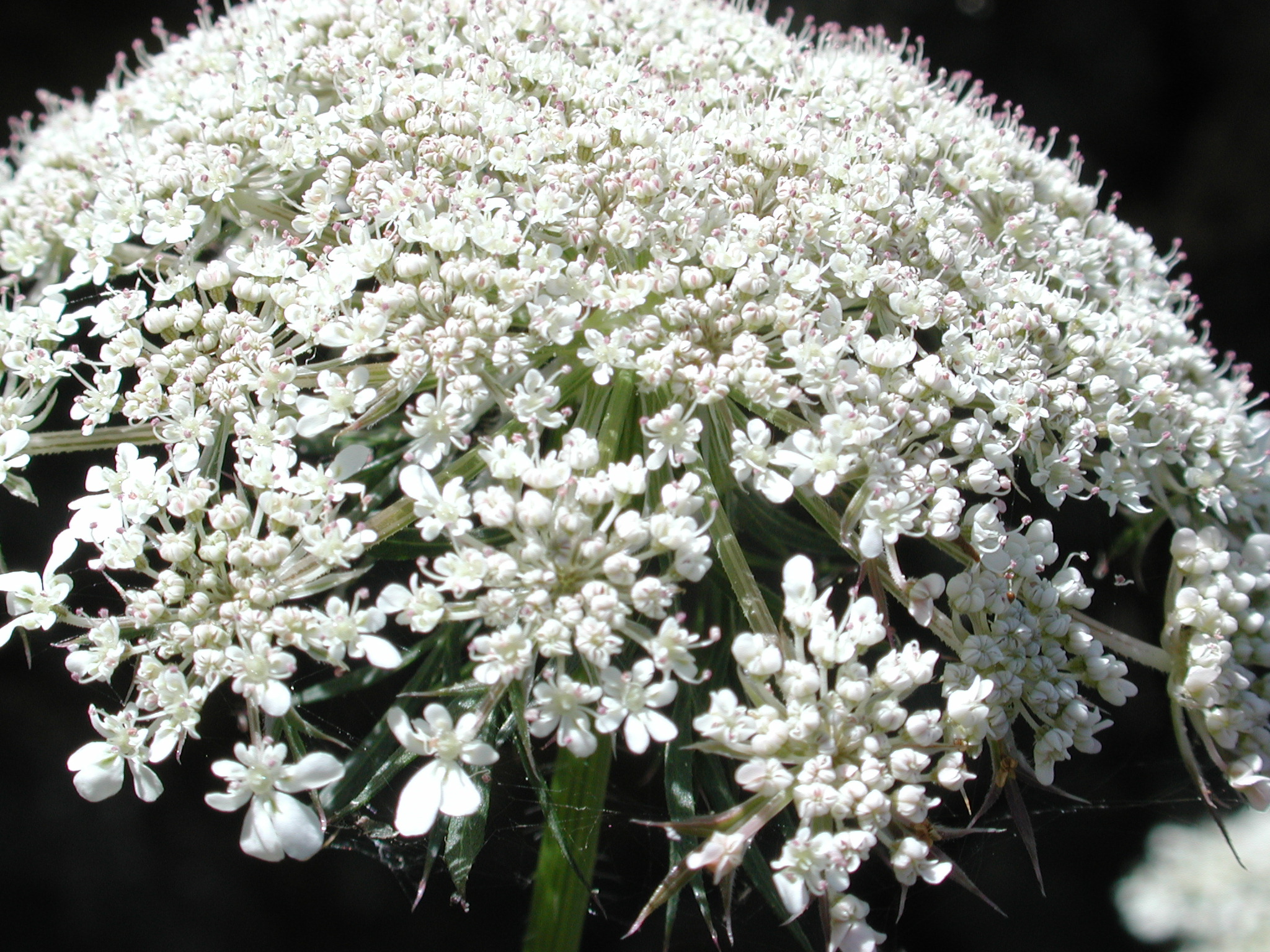 DSCN4558.JPG, 1002196 bytes, 7/20/02