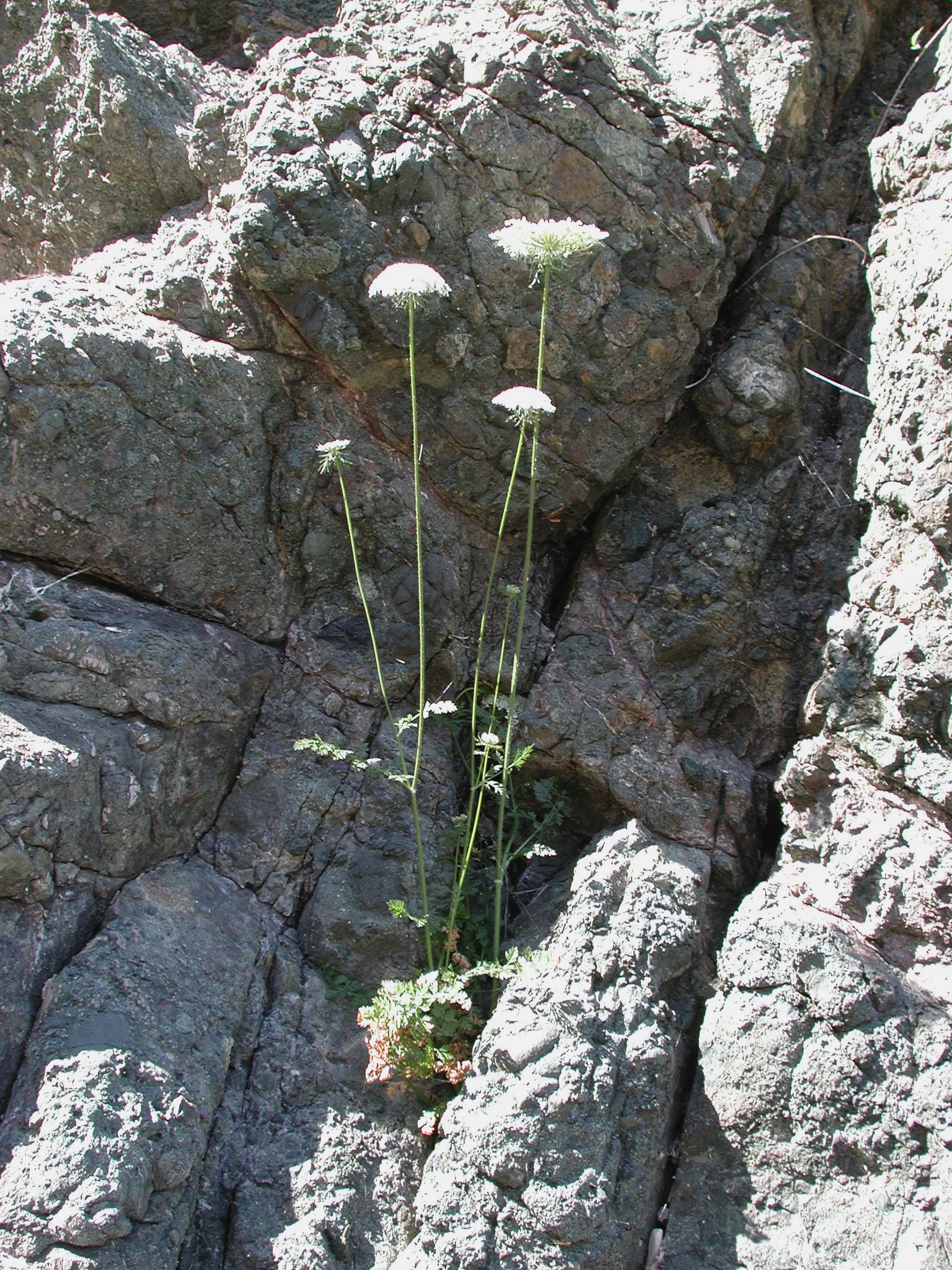 DSCN4559.JPG, 1148055 bytes, 11/03/02