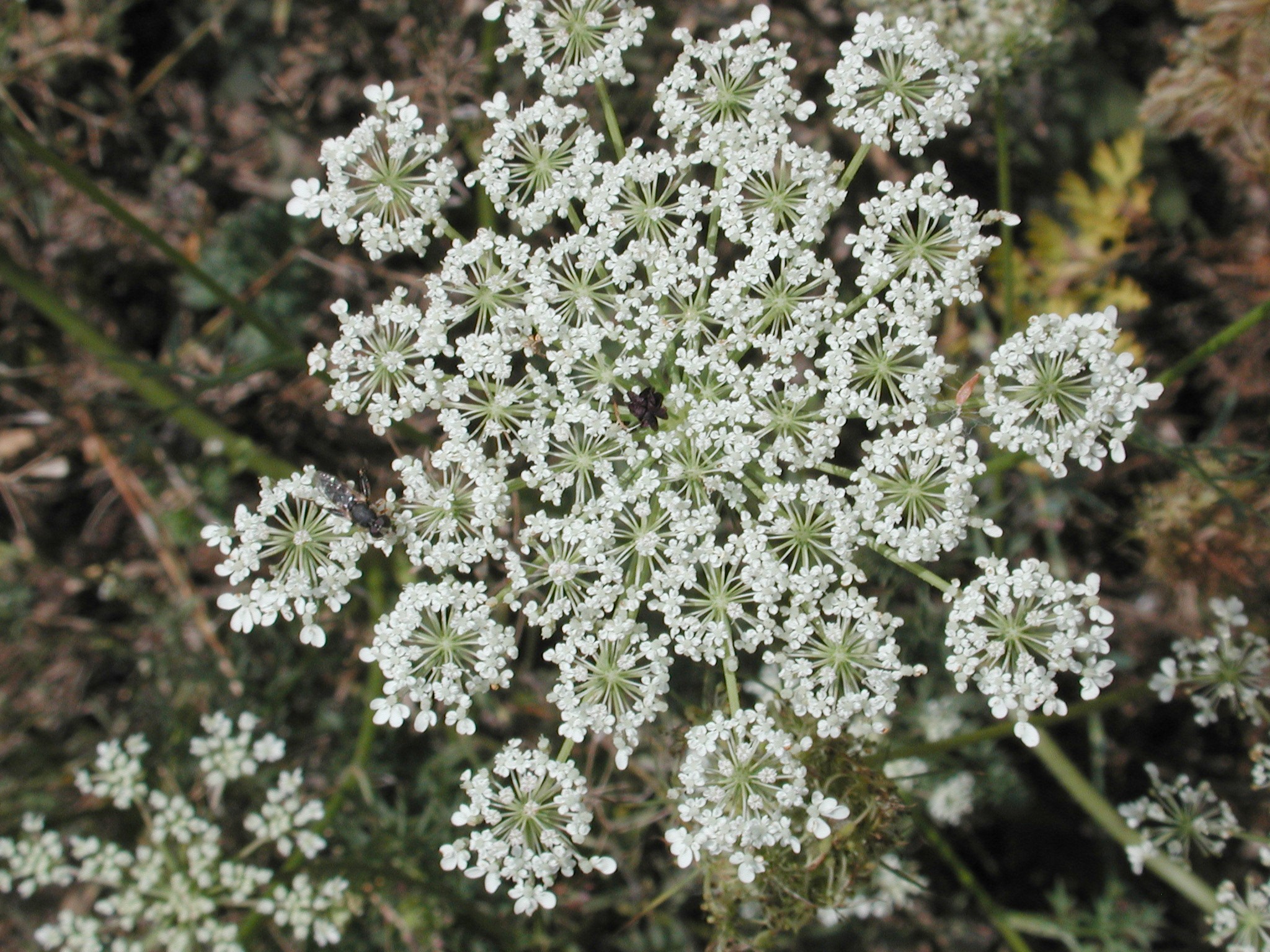 DSCN4728.JPG, 859562 bytes, 12/26/02