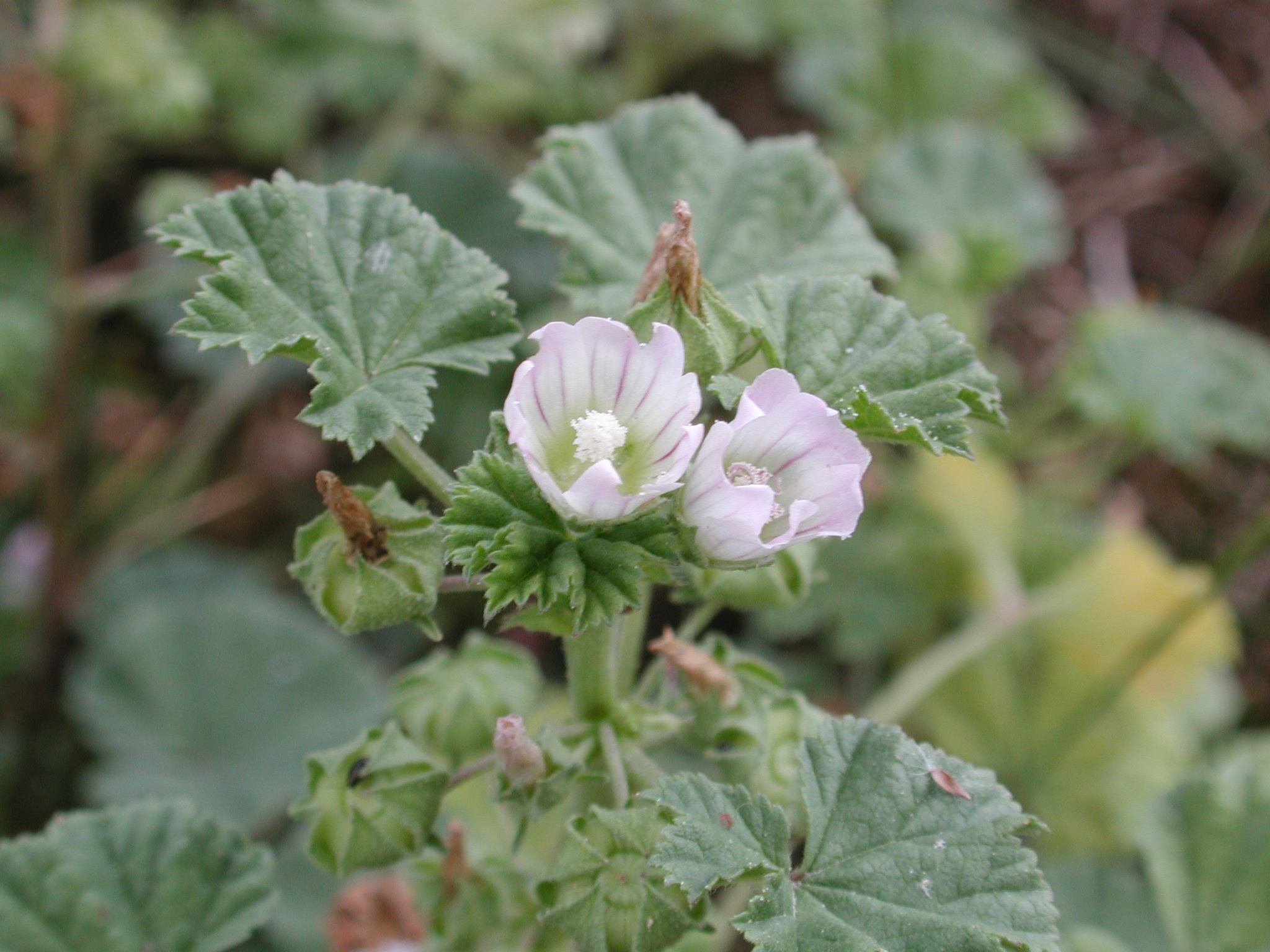 DSCN4730.JPG, 1186309 bytes, 8/25/02