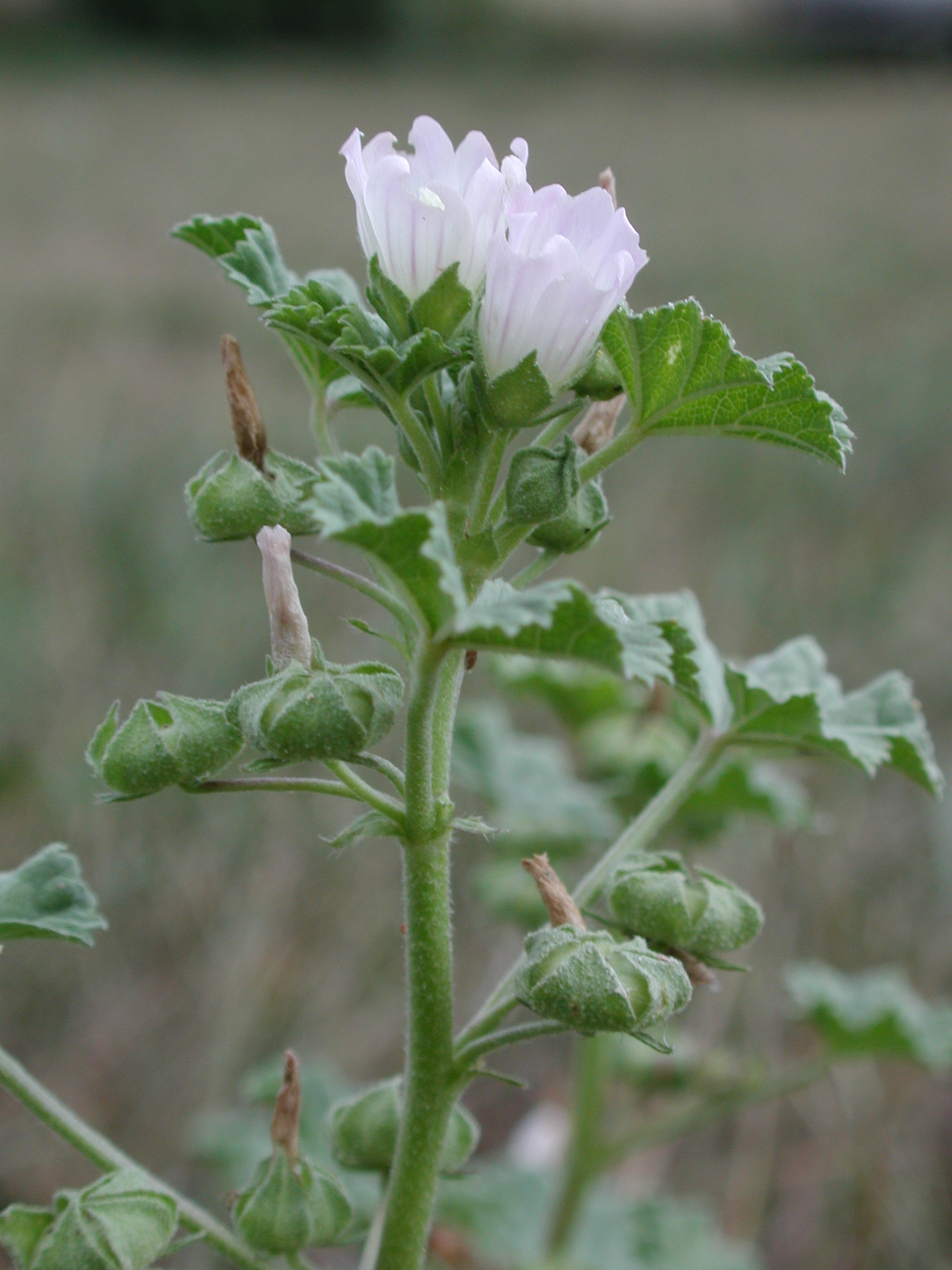 DSCN4732.JPG, 1149343 bytes, 8/25/02