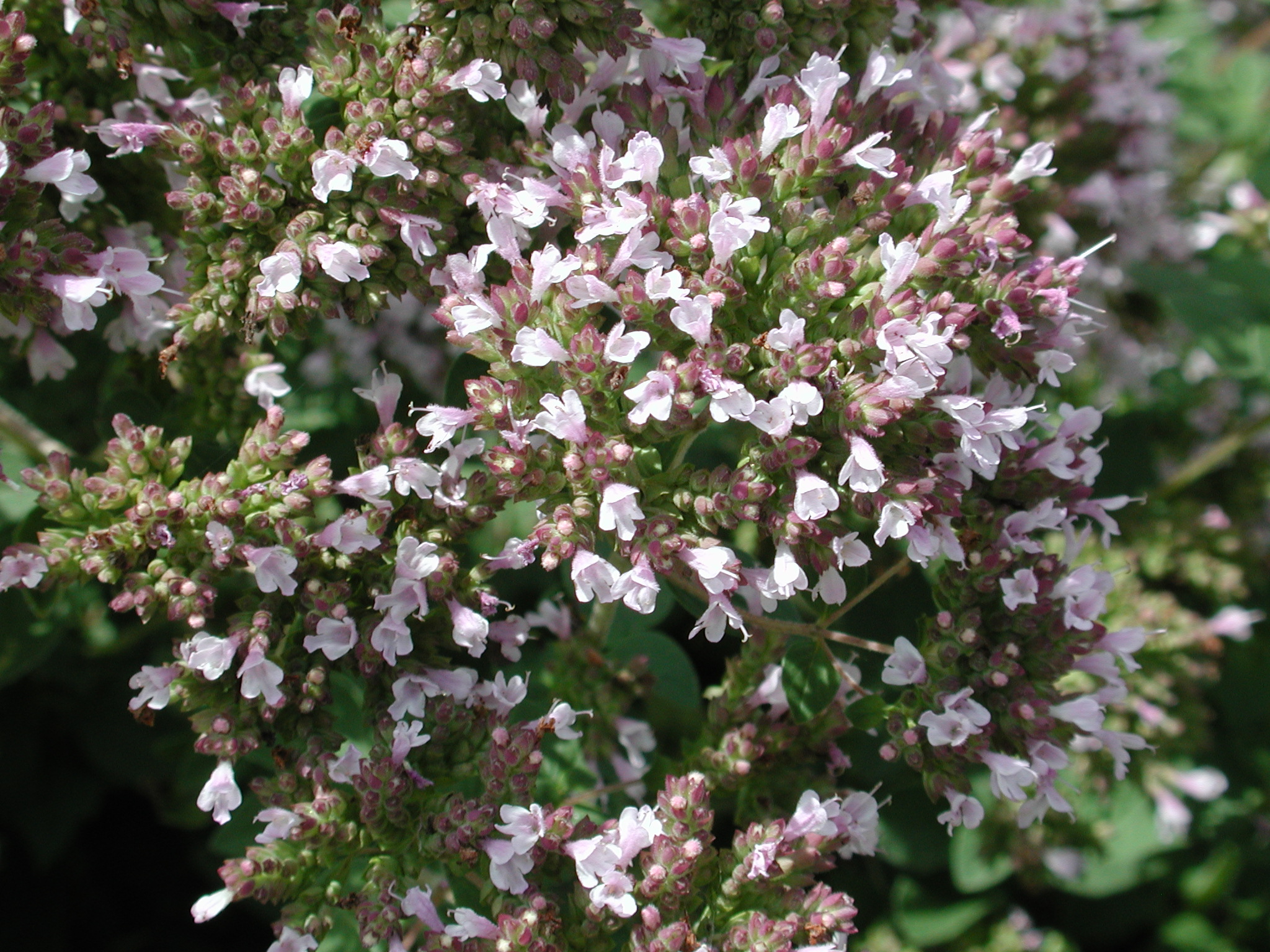 DSCN4802.JPG, 1054779 bytes, 8/26/02