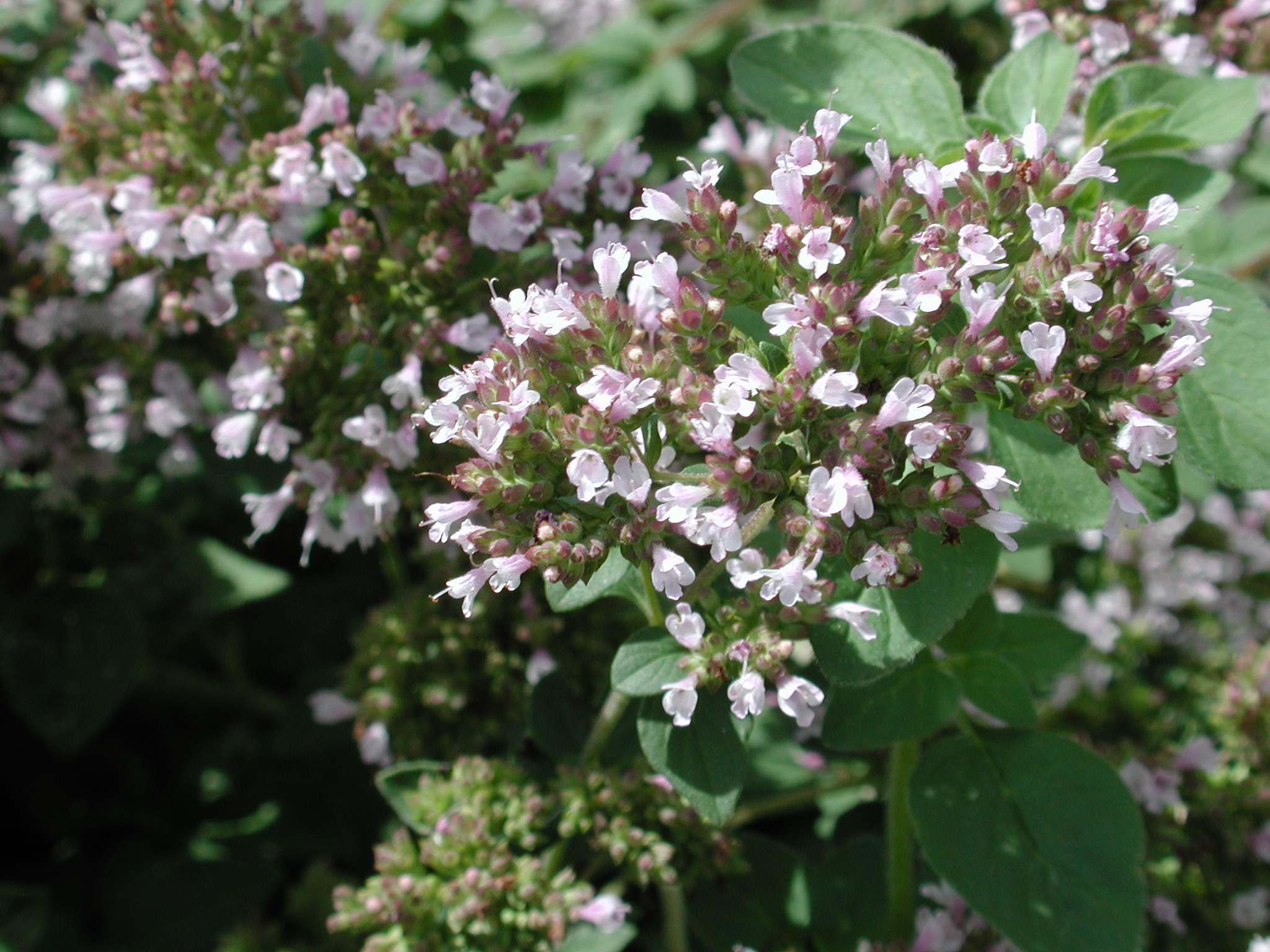 DSCN4803.JPG, 1003223 bytes, 8/26/02