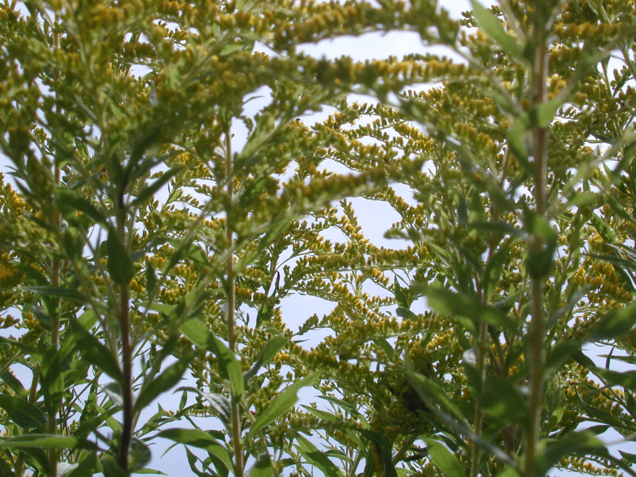 DSCN4806.JPG, 1069829 bytes, 8/26/02