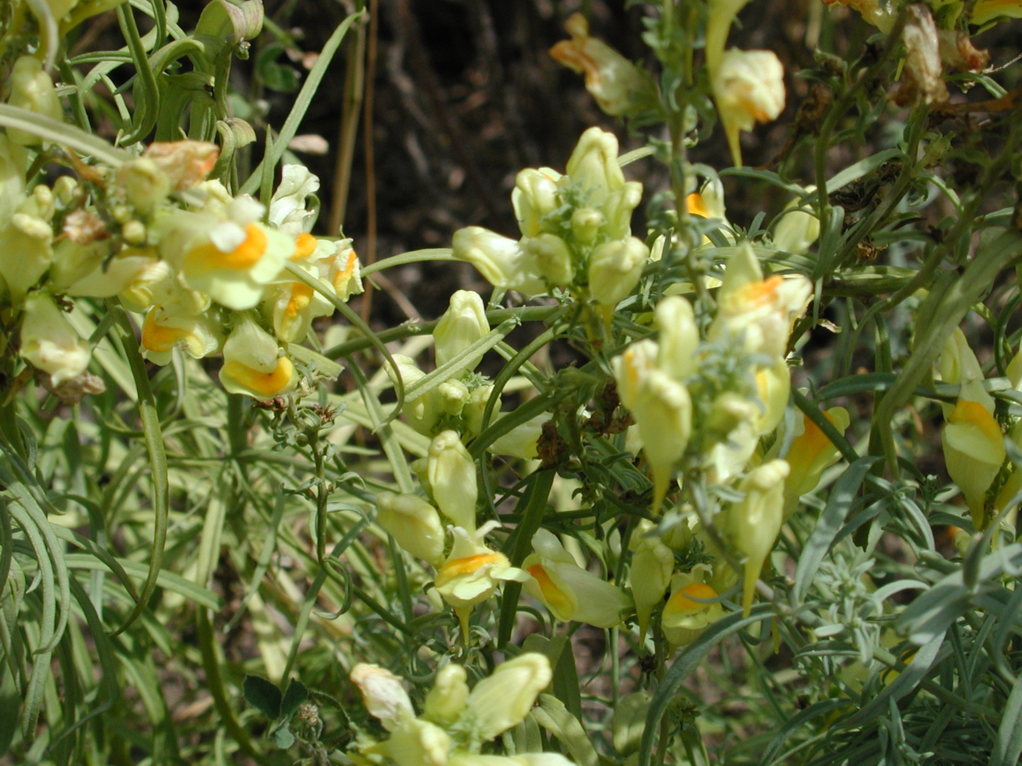 DSCN4807.JPG, 1078128 bytes, 8/26/02