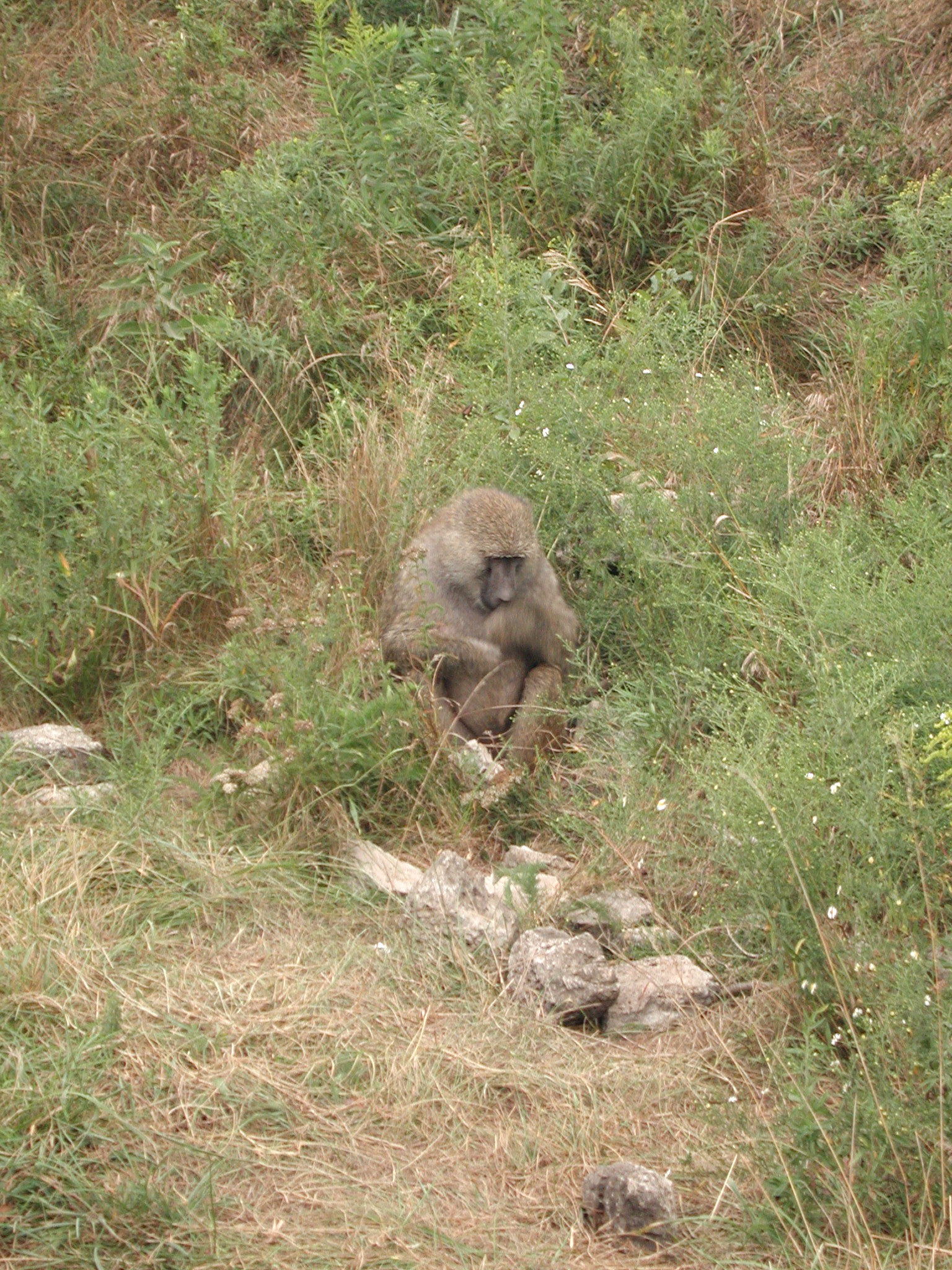 DSCN5027.JPG, 1035697 bytes, 12/27/02